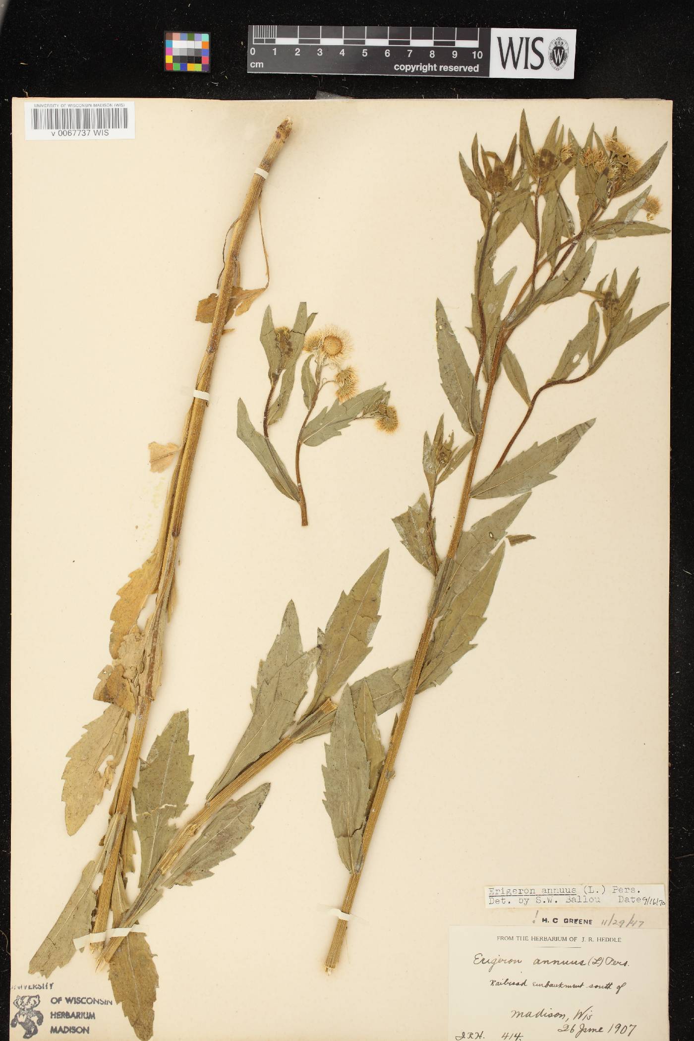 Erigeron annuus image