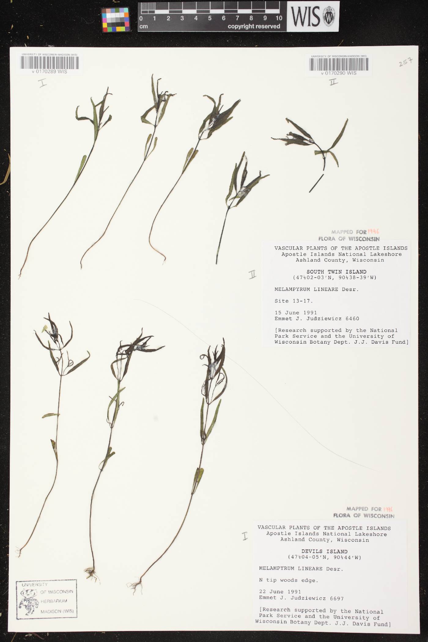 Melampyrum lineare image