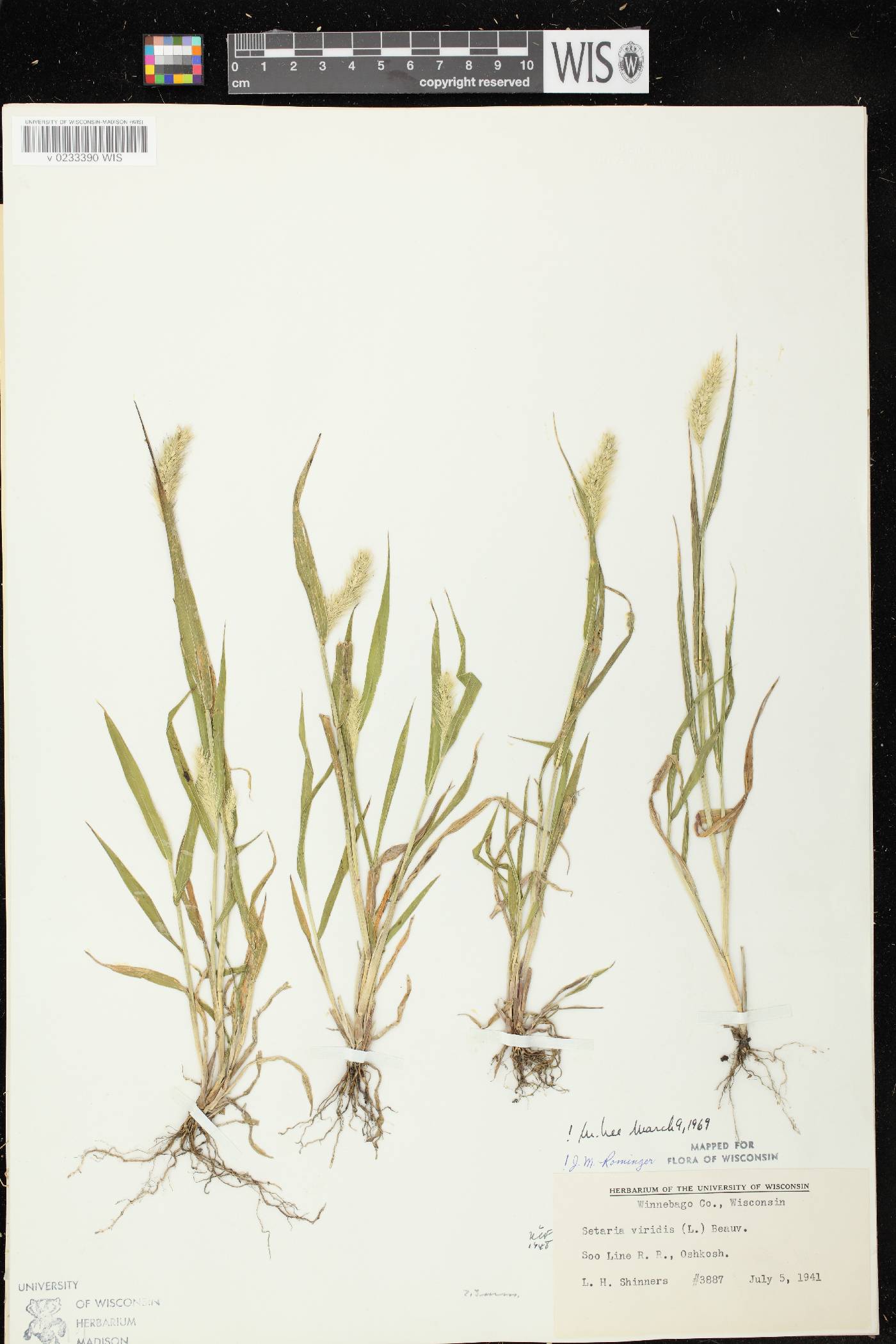 Setaria viridis var. viridis image
