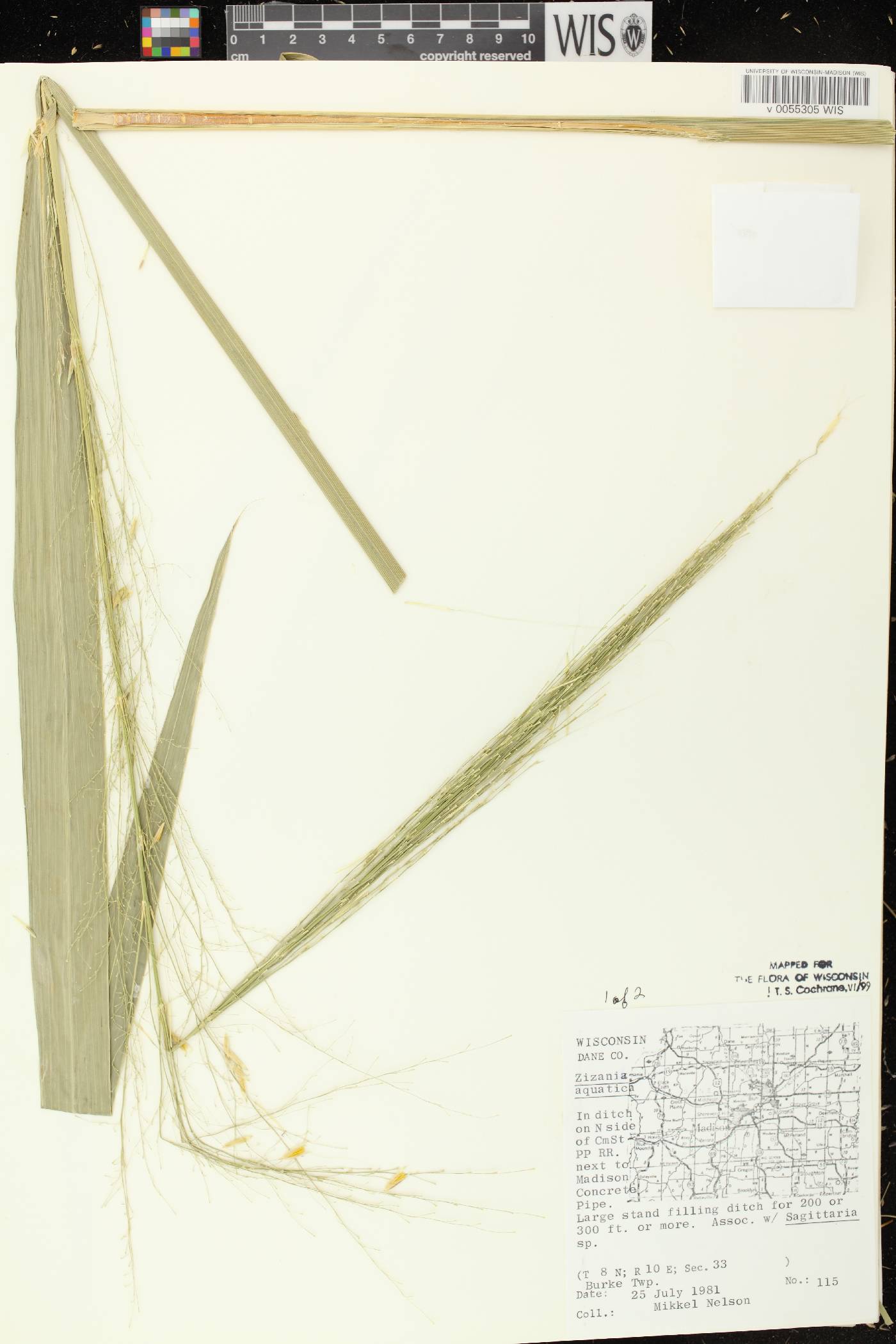 Zizania aquatica image