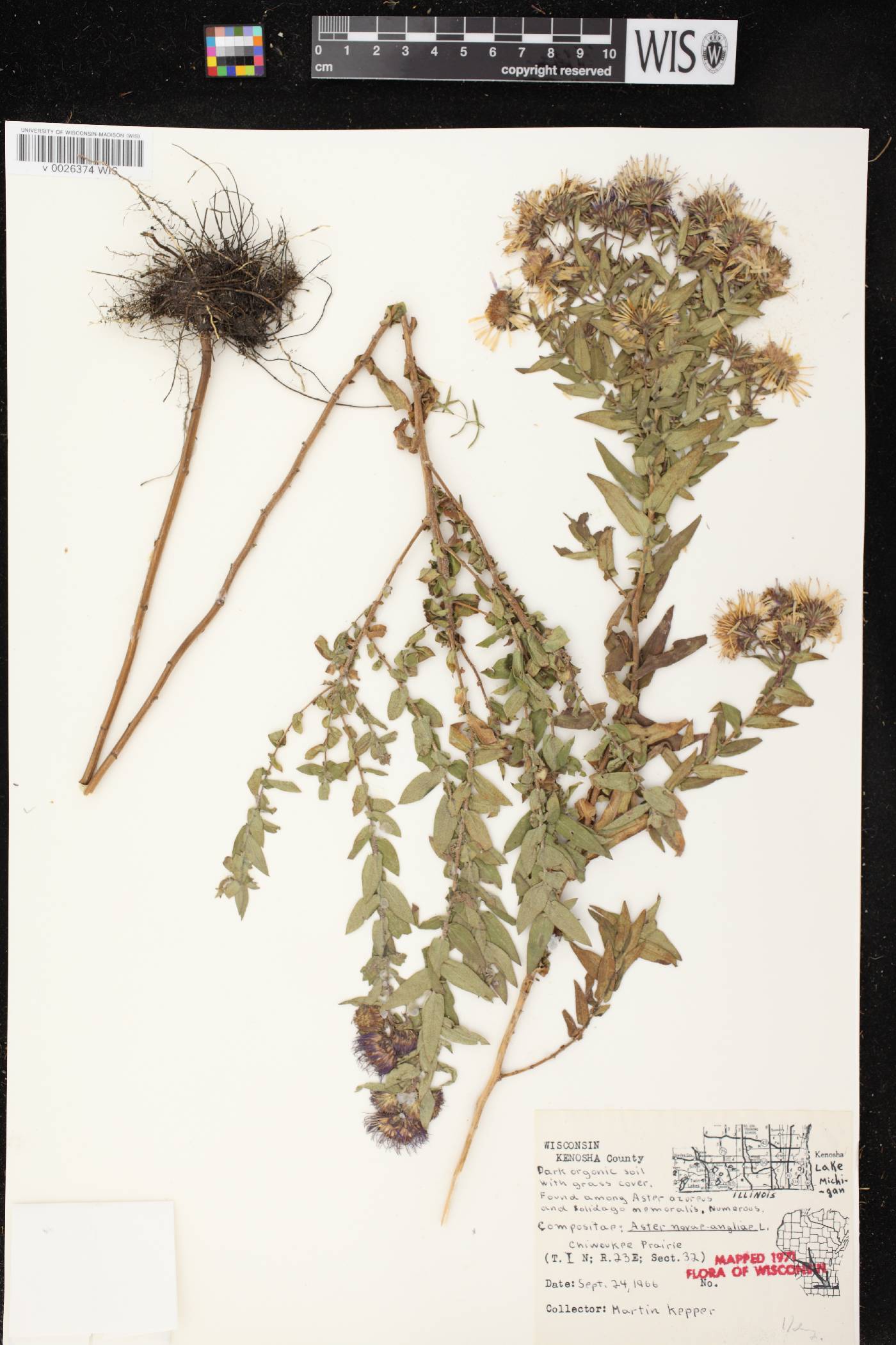 Symphyotrichum novae-angliae image