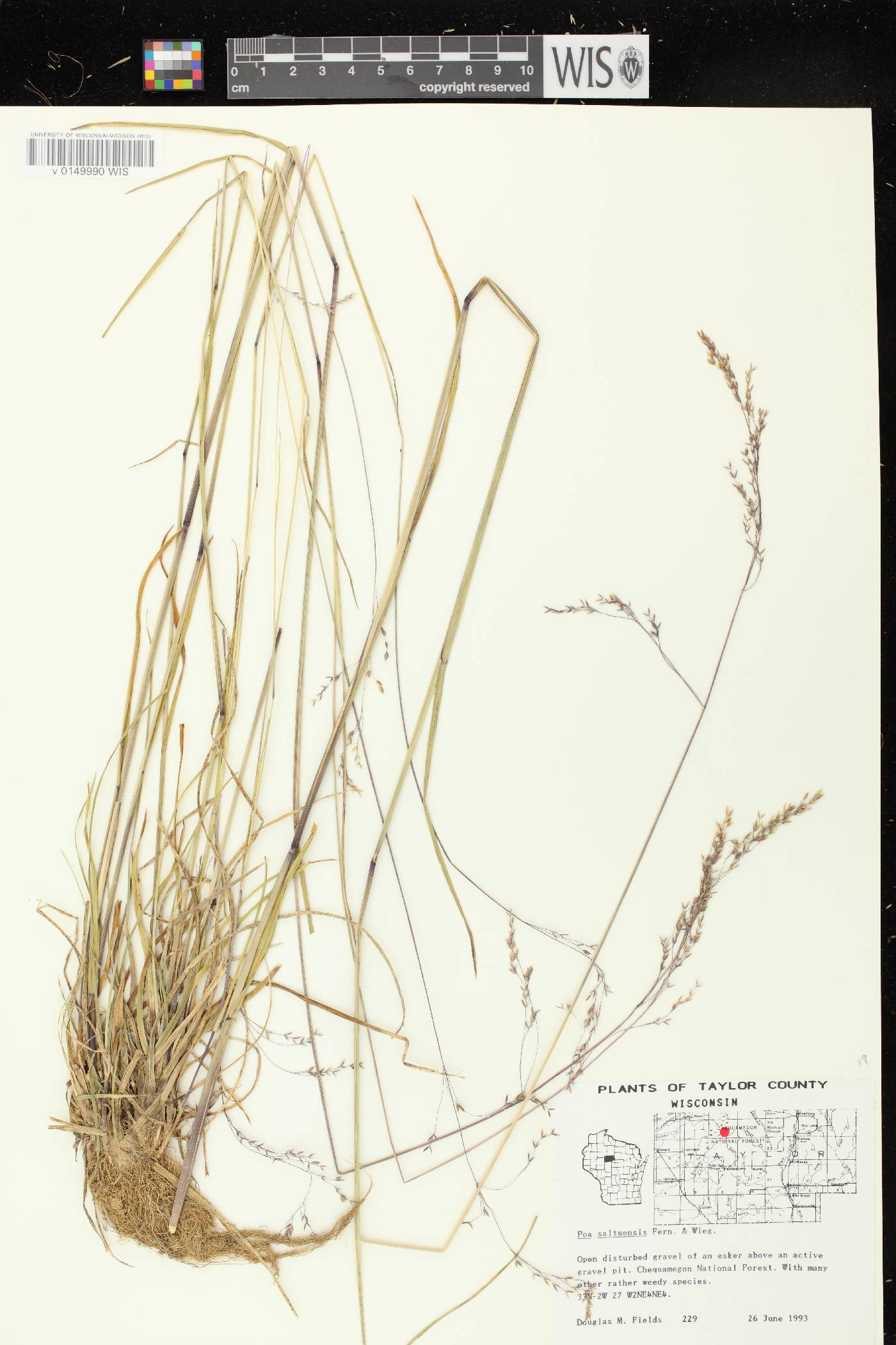 Poa saltuensis image