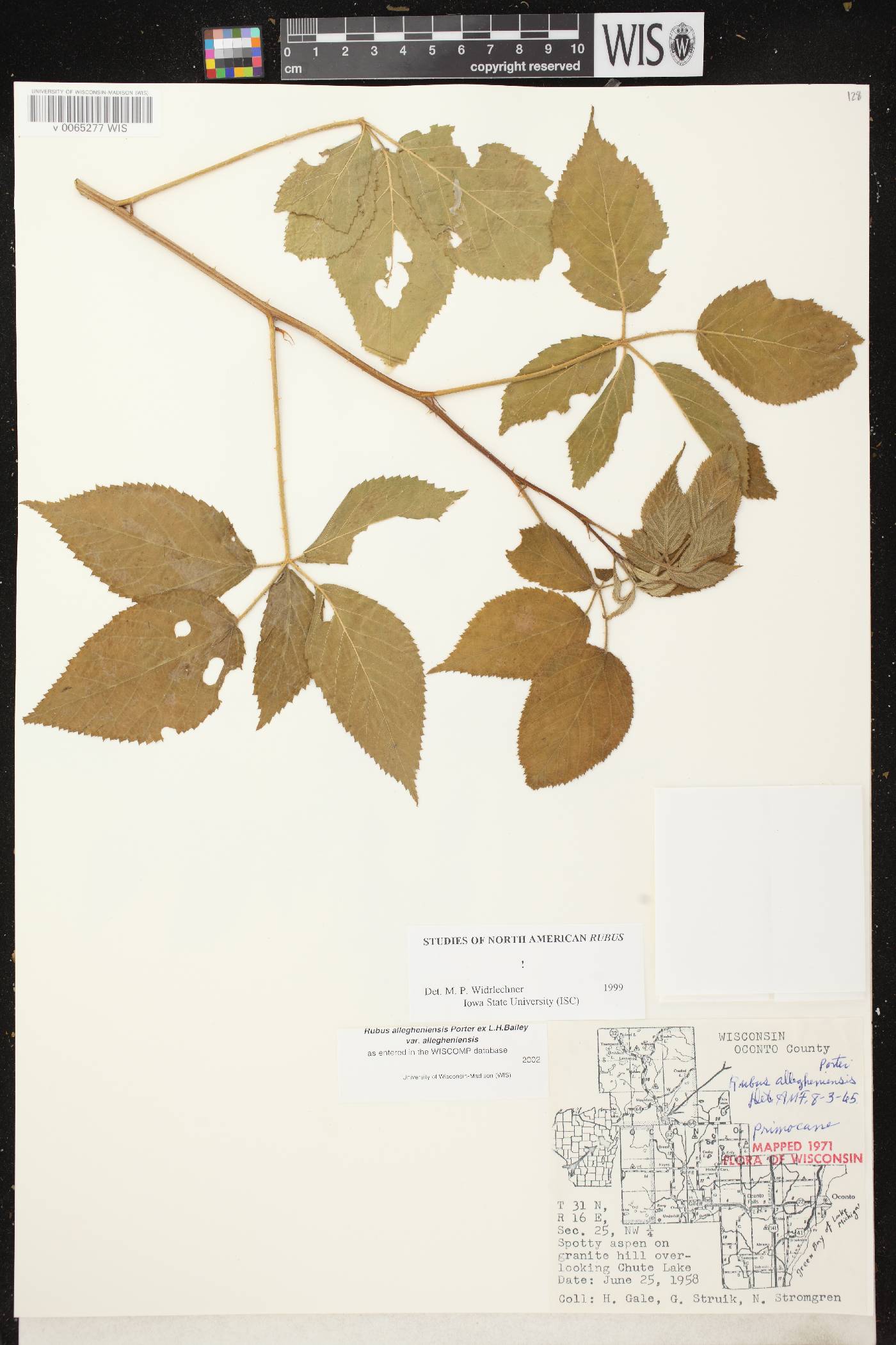 Rubus allegheniensis image