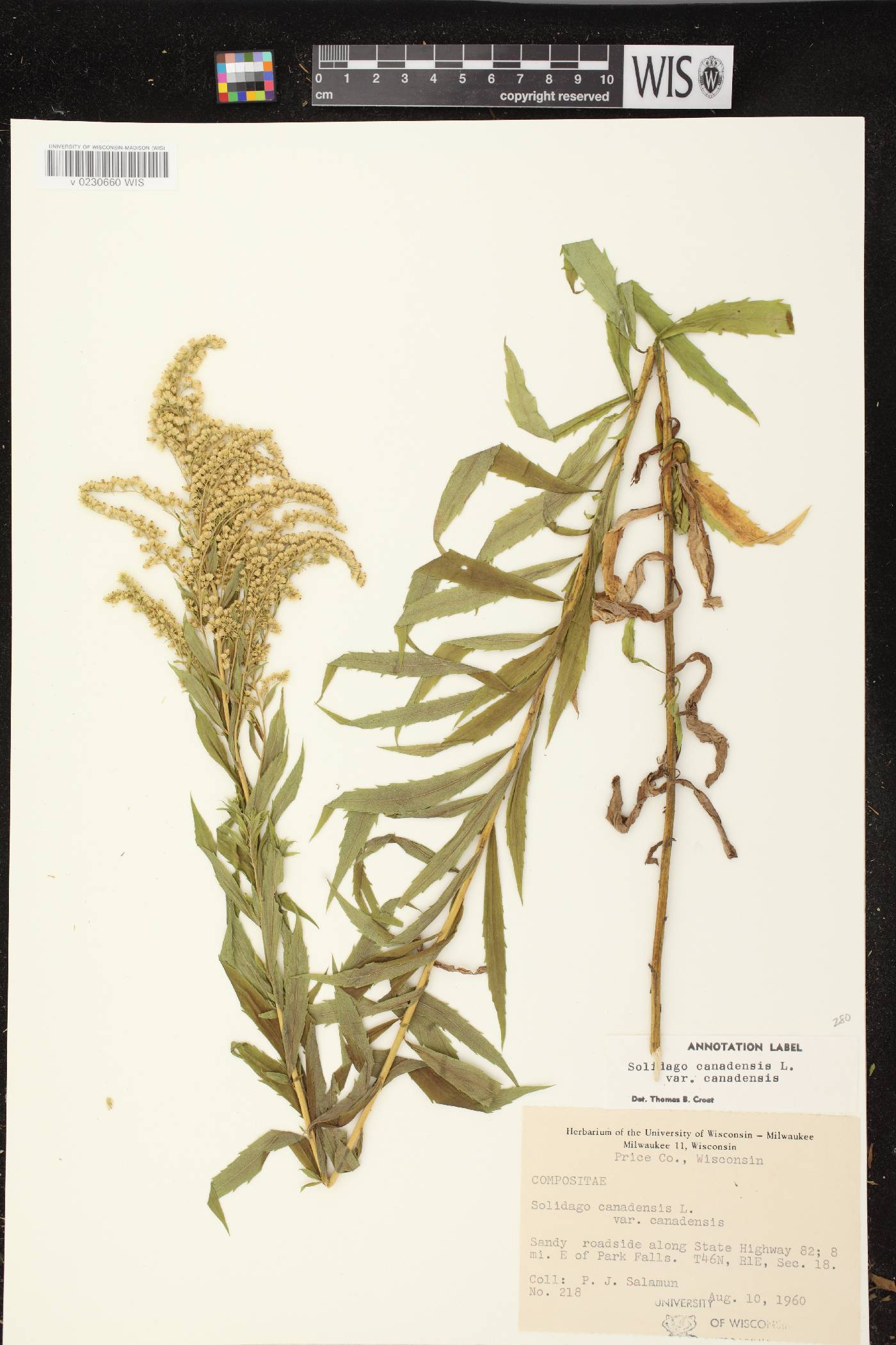 Solidago canadensis var. canadensis image