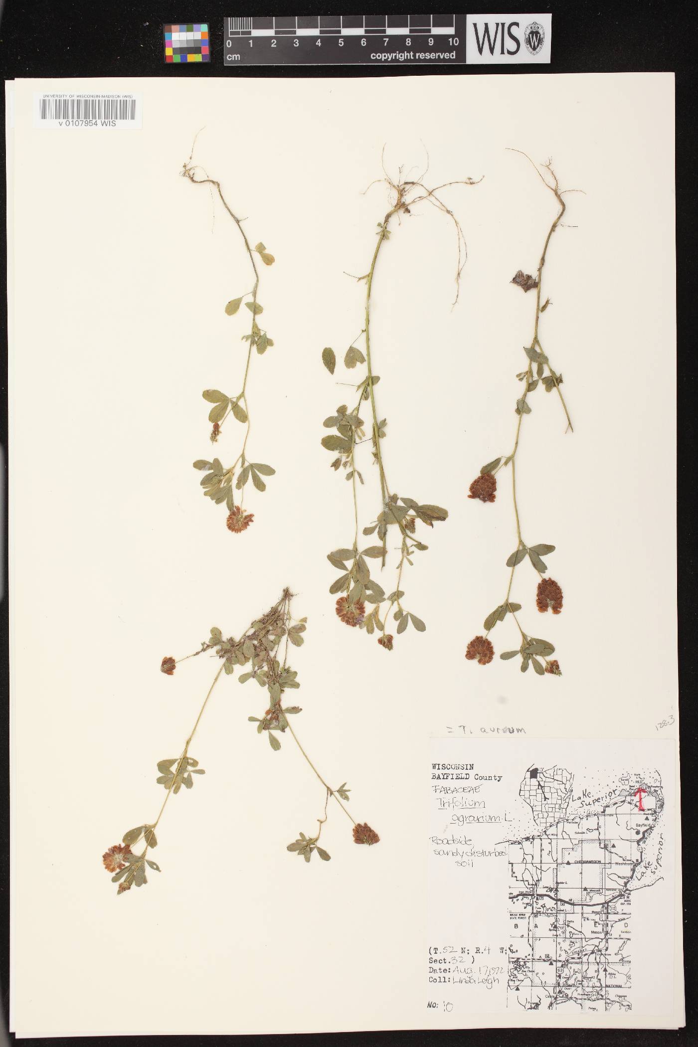 Trifolium aureum image
