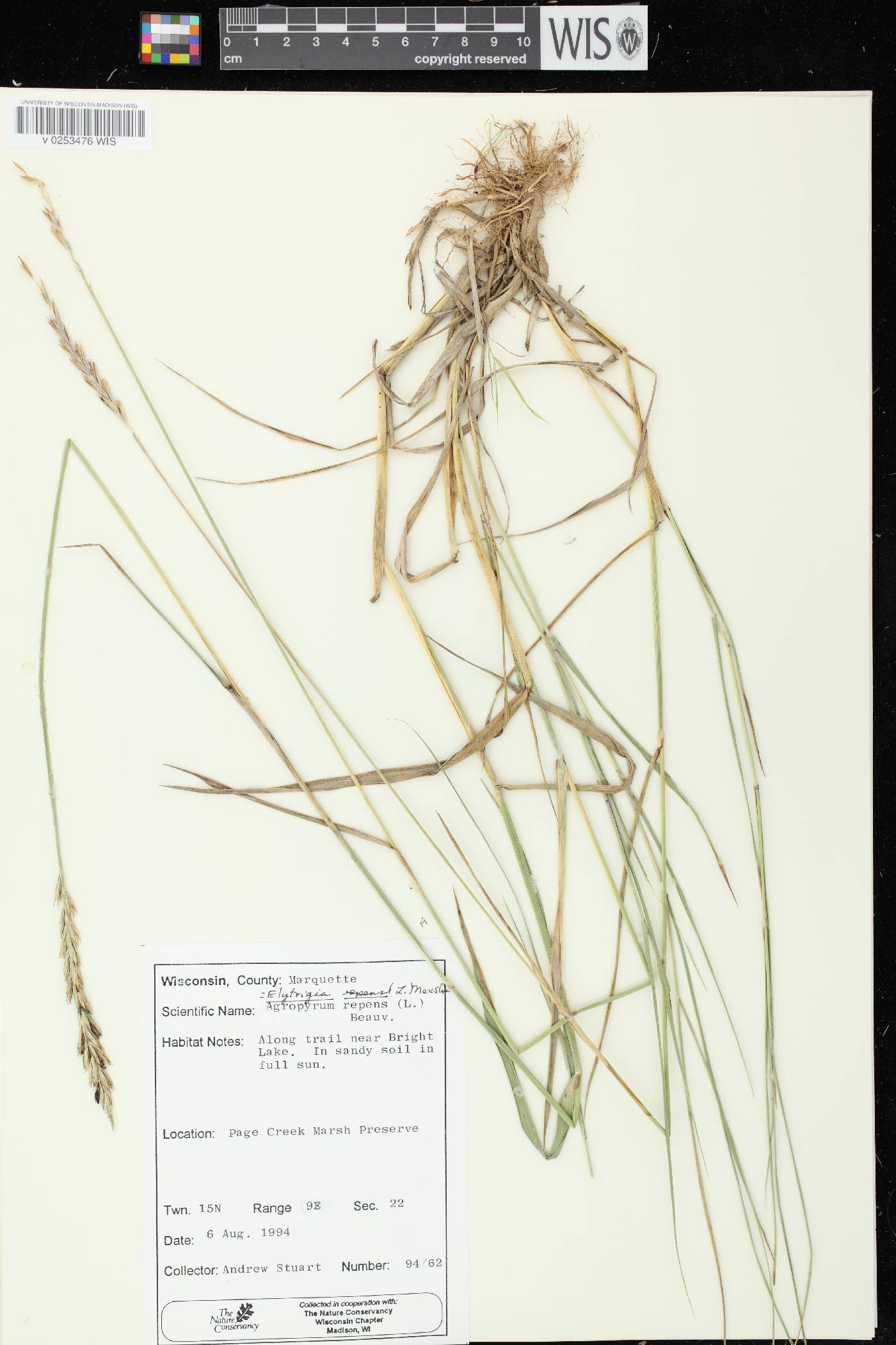 Elymus repens image