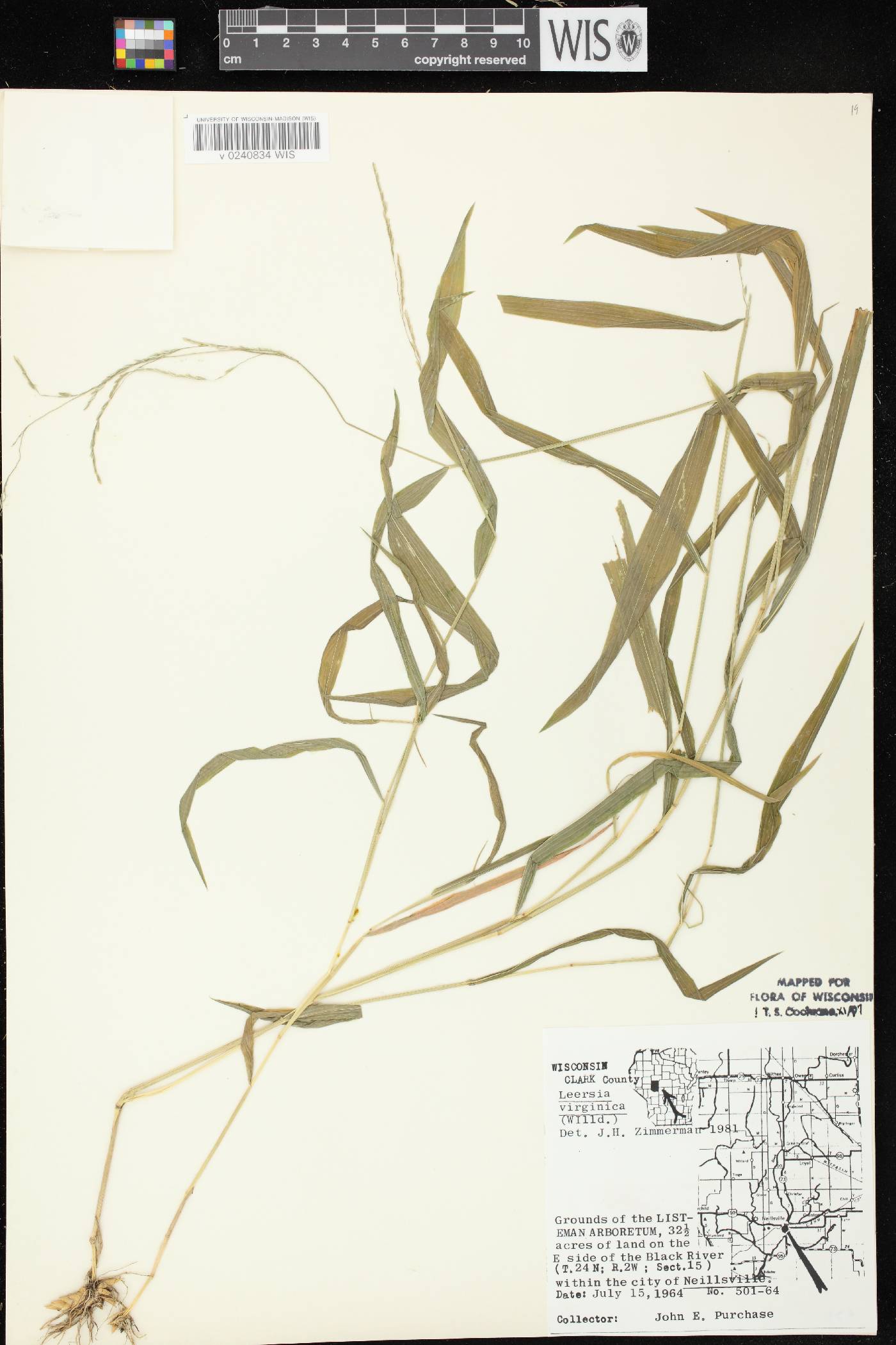 Leersia virginica image