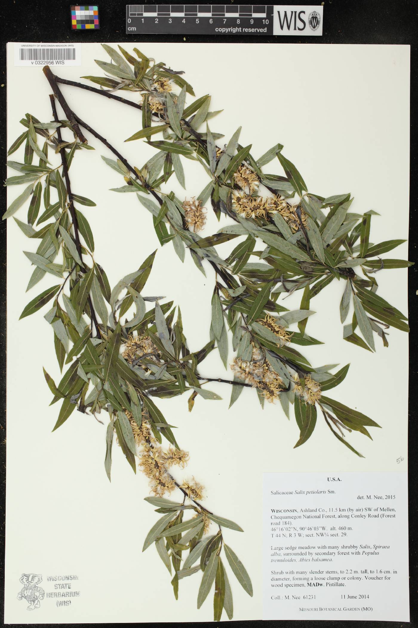 Salix petiolaris image