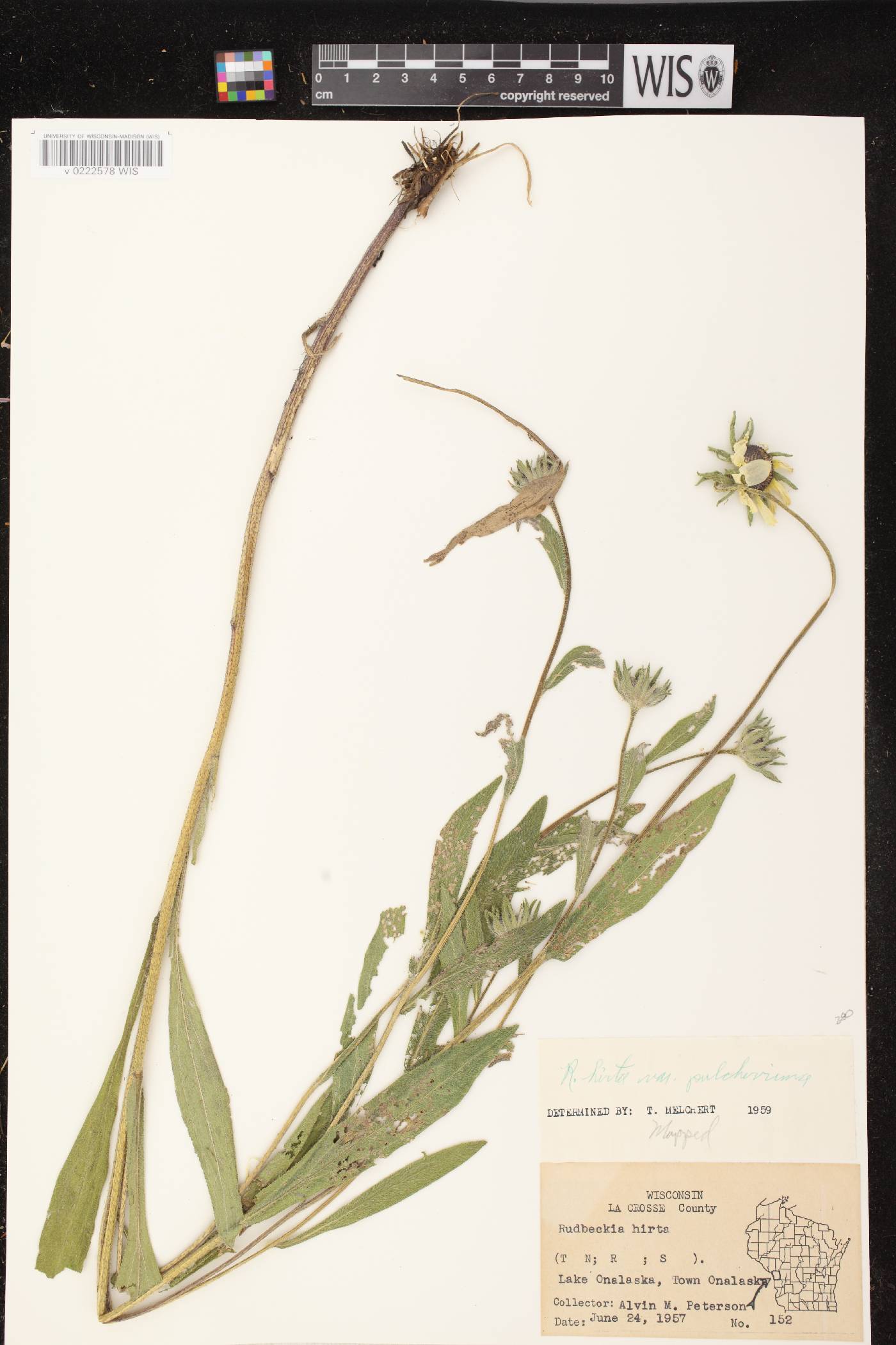 Rudbeckia hirta var. pulcherrima image