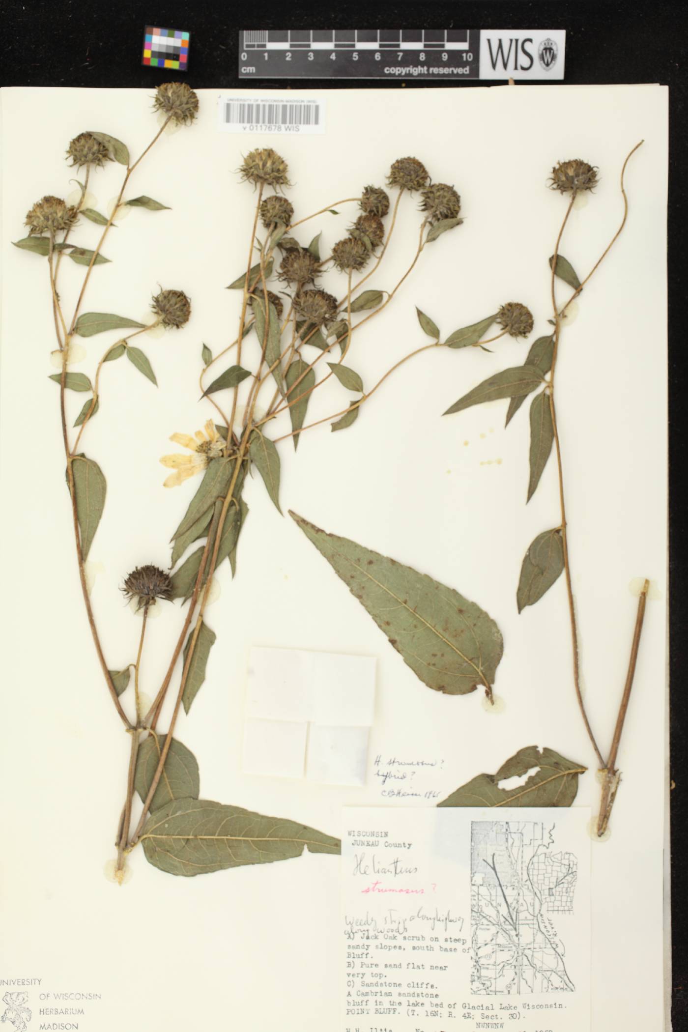 Helianthus strumosus image