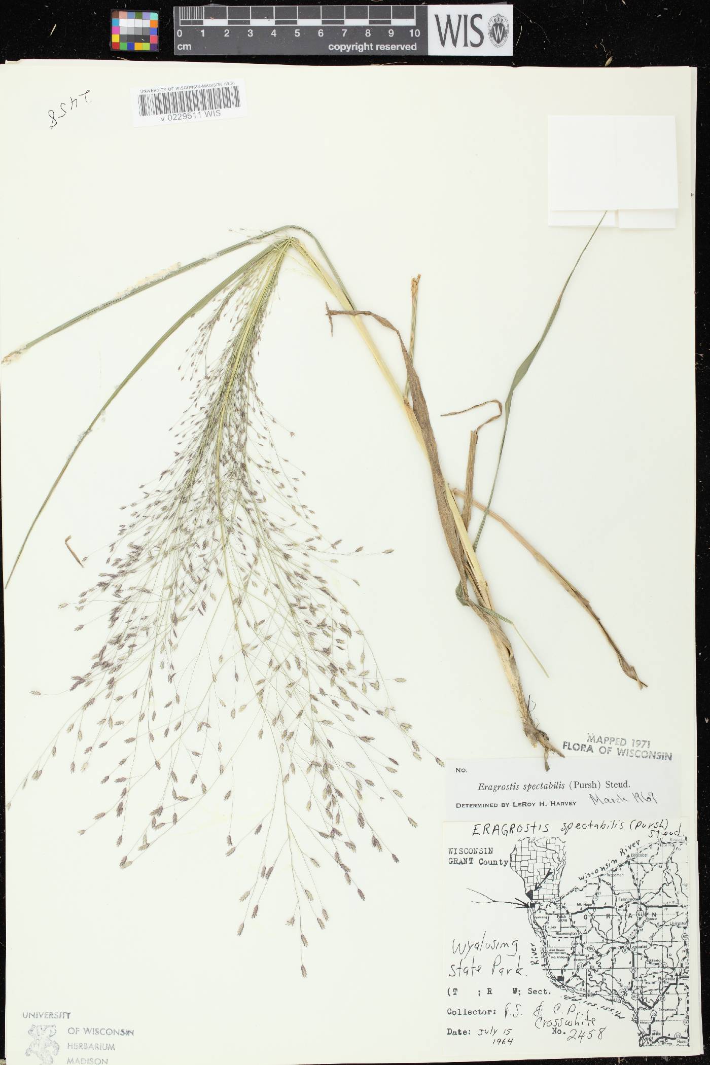 Eragrostis spectabilis image