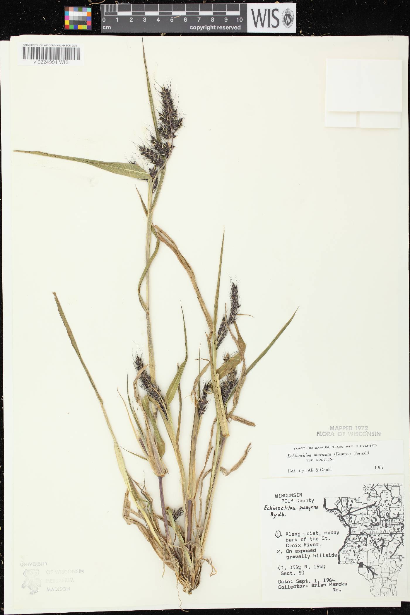 Echinochloa muricata var. muricata image
