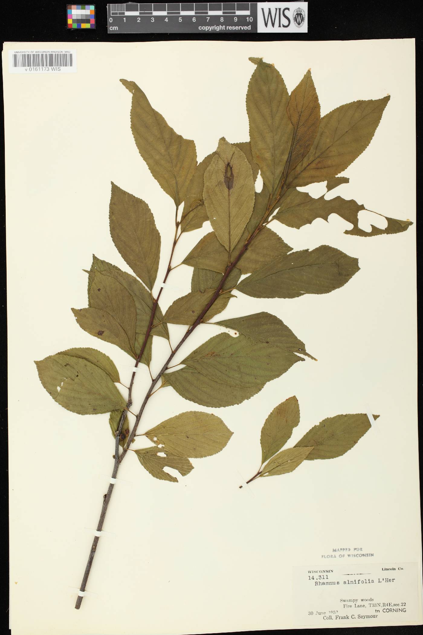 Rhamnus alnifolia image