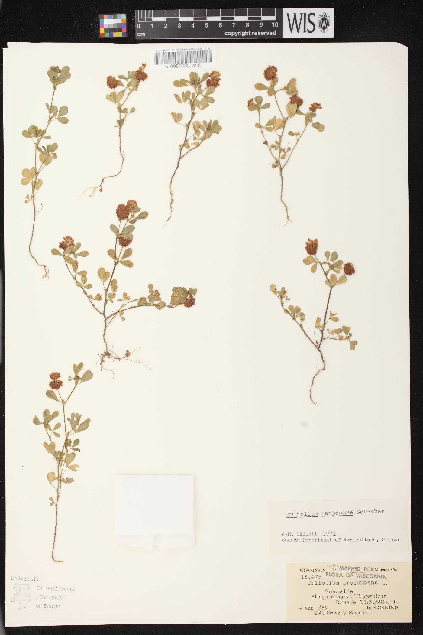 Trifolium campestre image