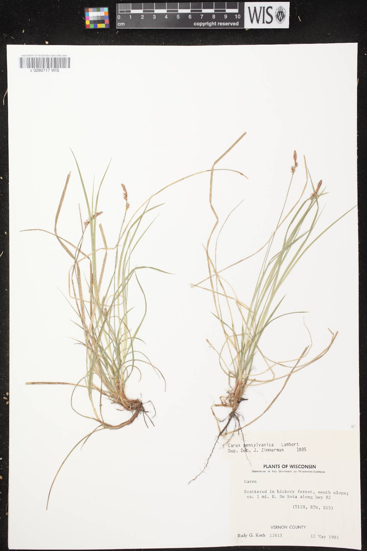 Cardamine pensylvanica image