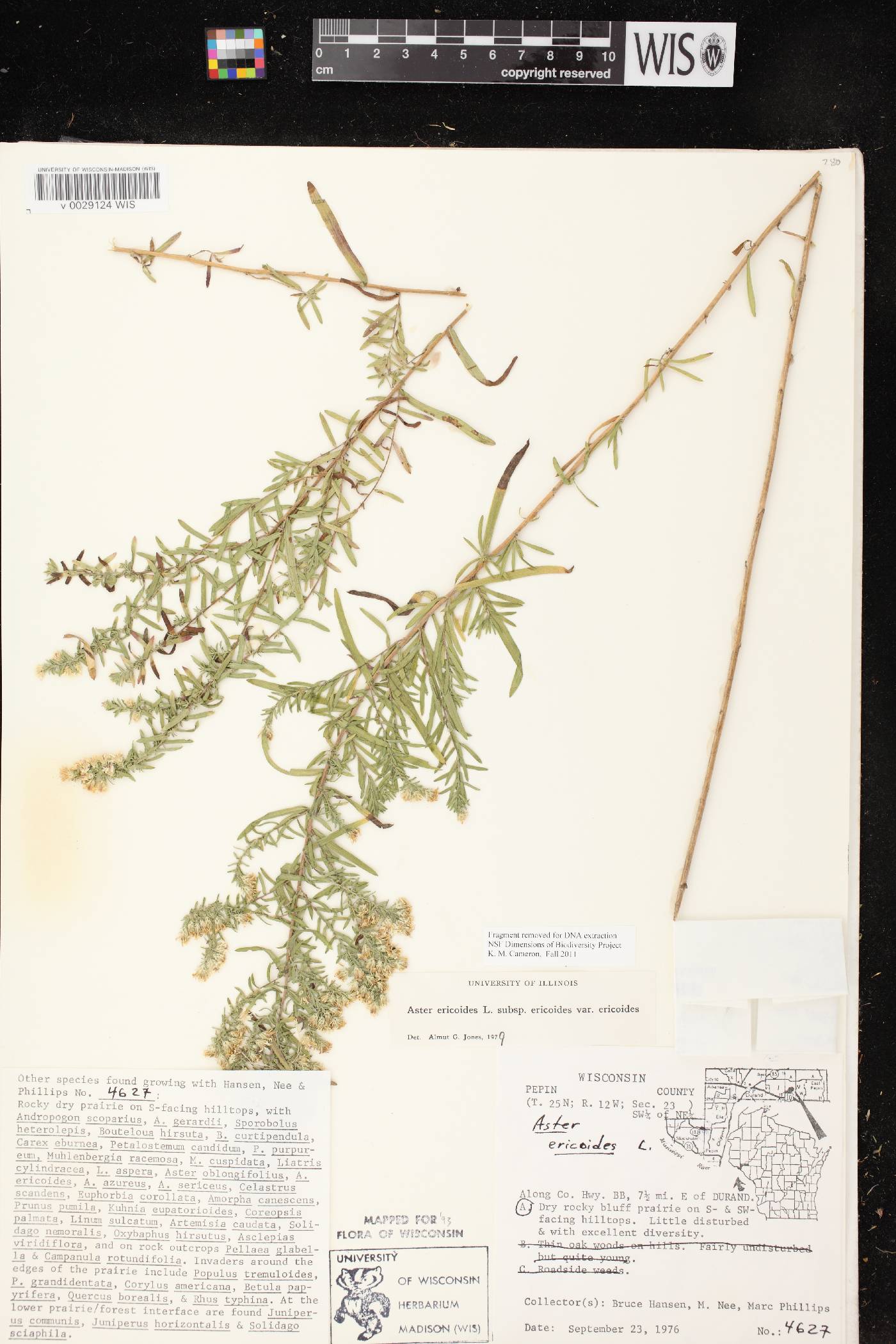 Symphyotrichum ericoides var. ericoides image