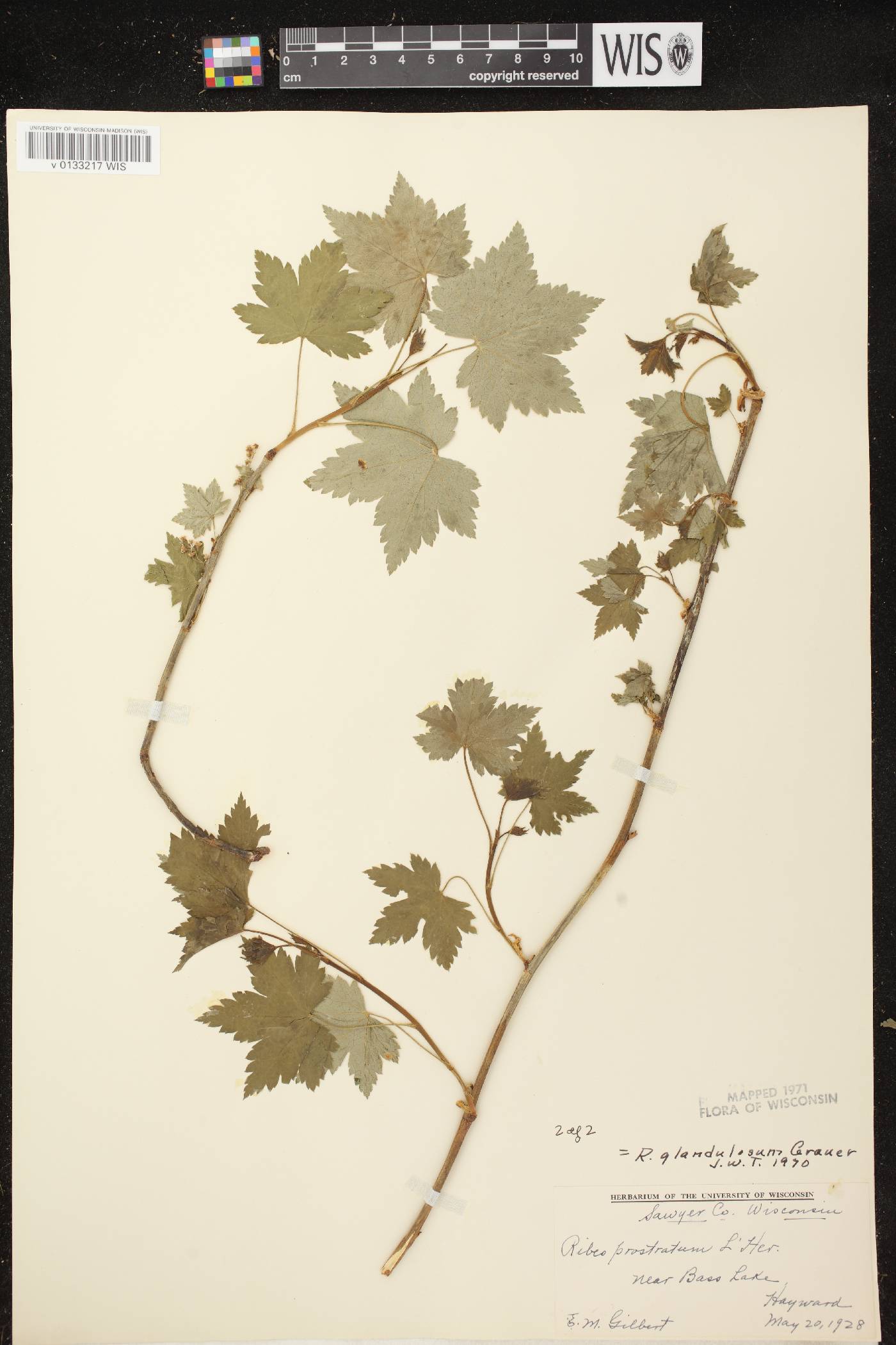 Ribes glandulosum image
