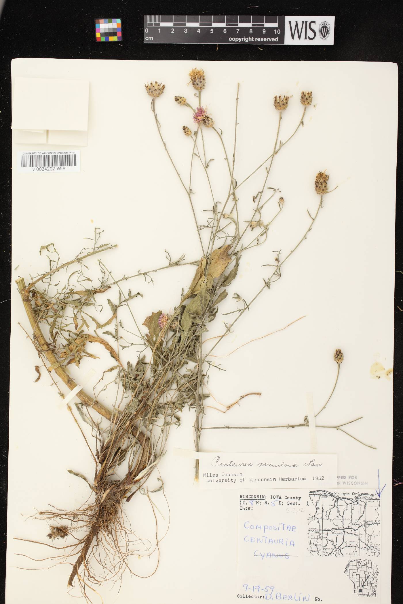 Centaurea stoebe subsp. micranthos image