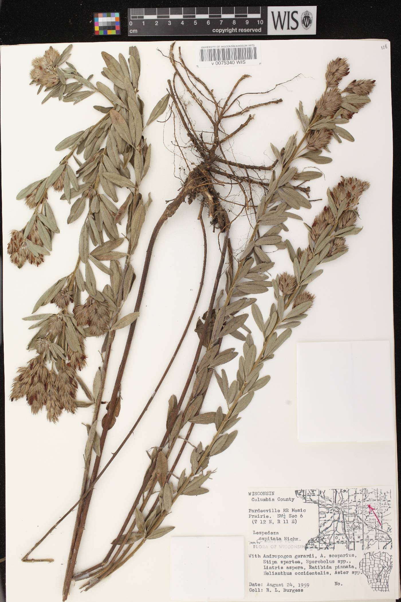 Lespedeza capitata image