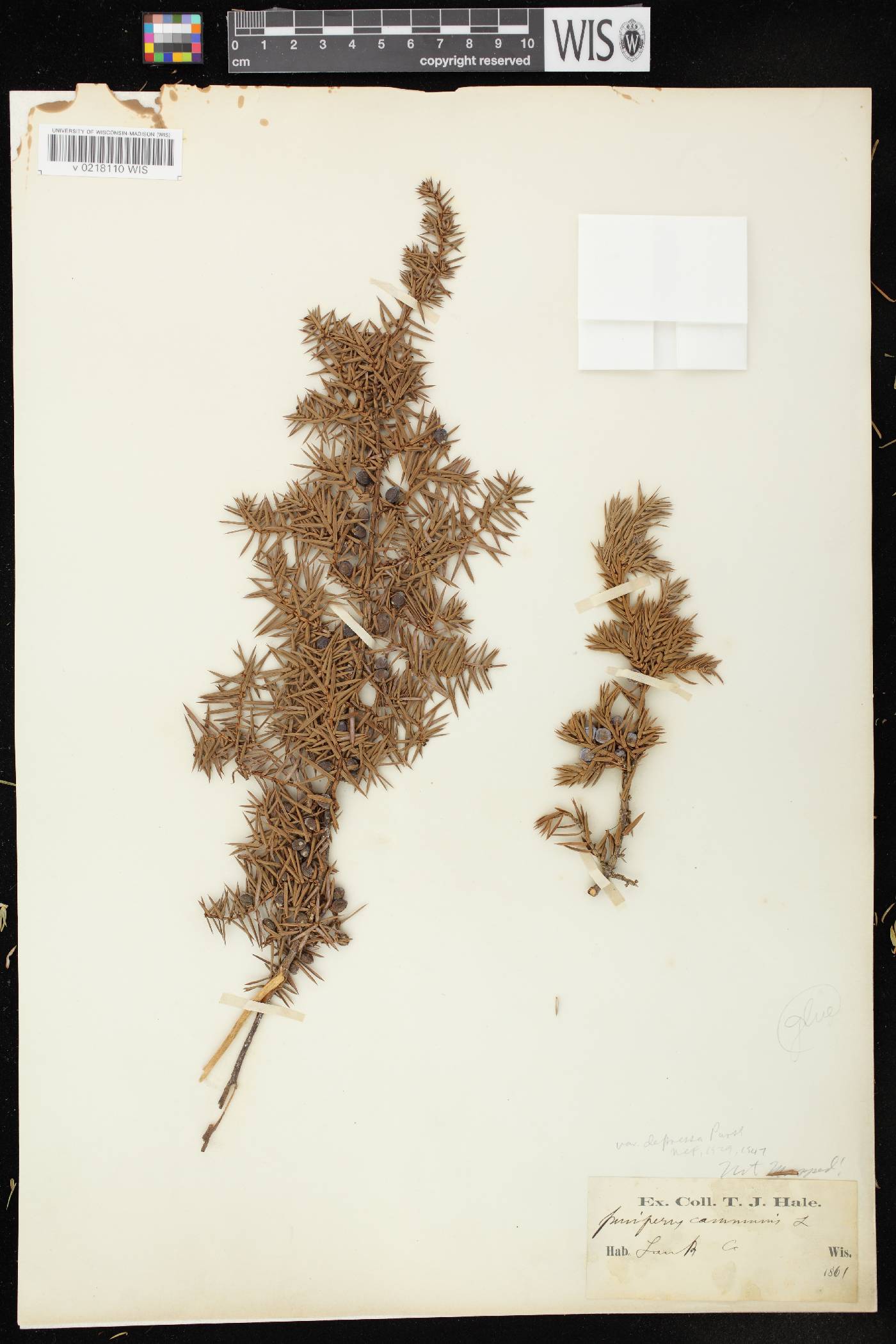 Juniperus communis image