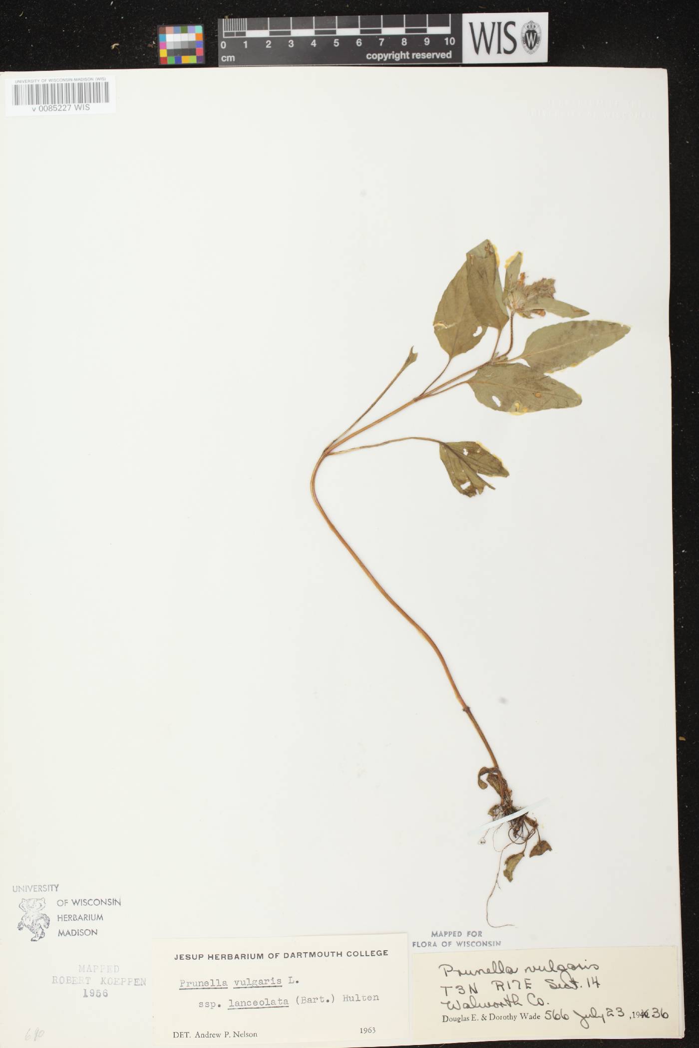Prunella vulgaris subsp. lanceolata image