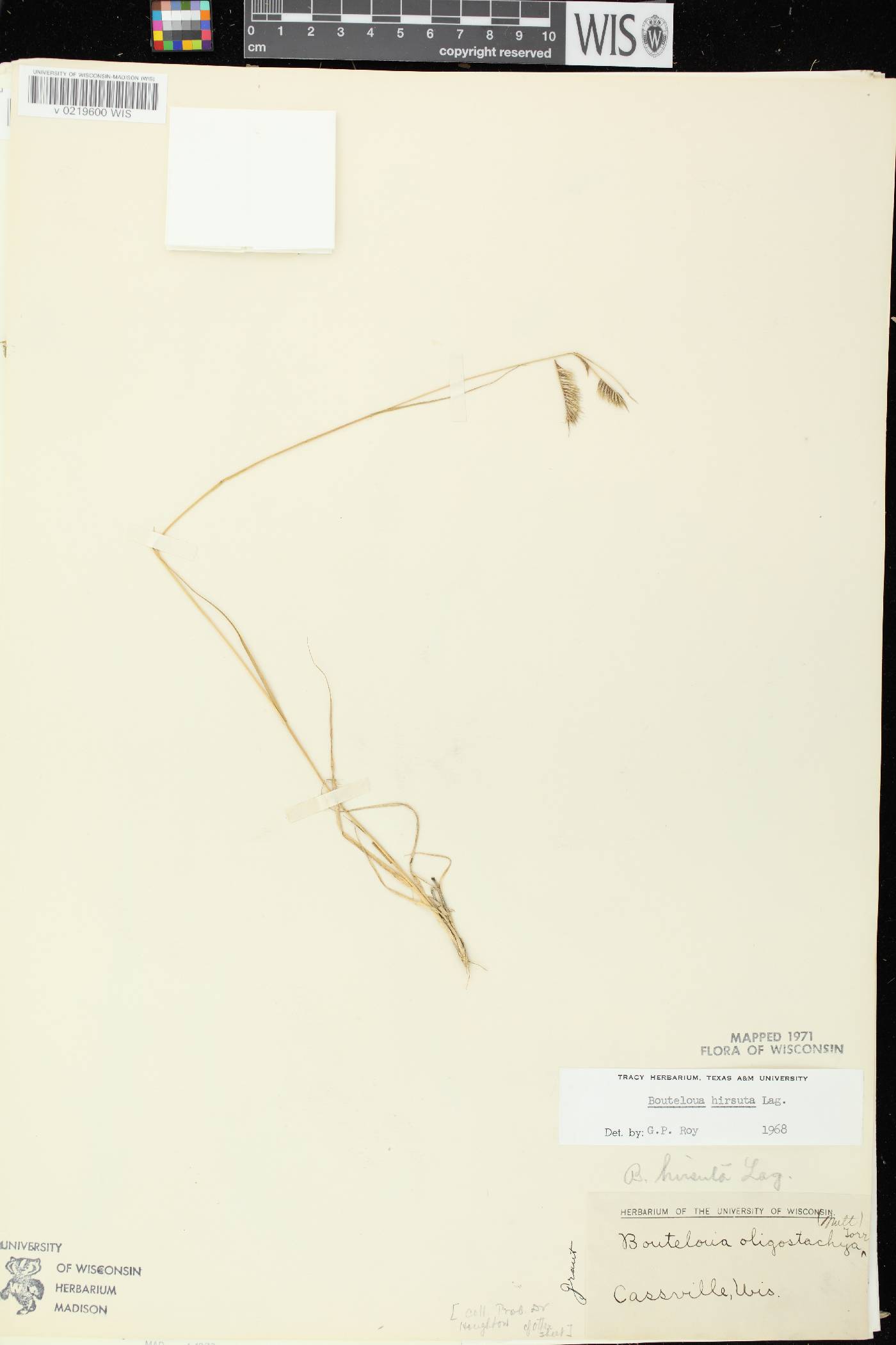 Bouteloua hirsuta subsp. hirsuta image