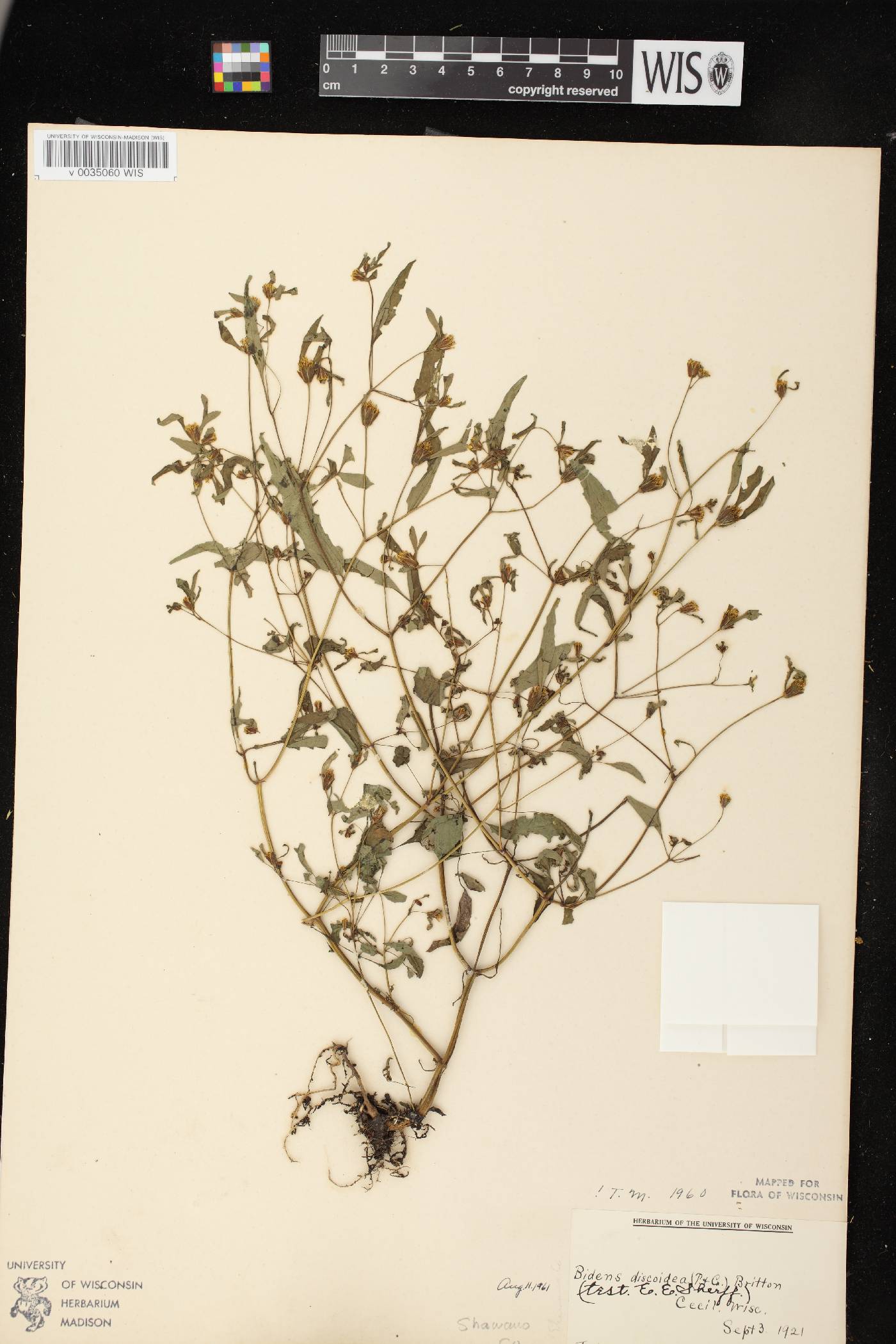 Bidens discoidea image