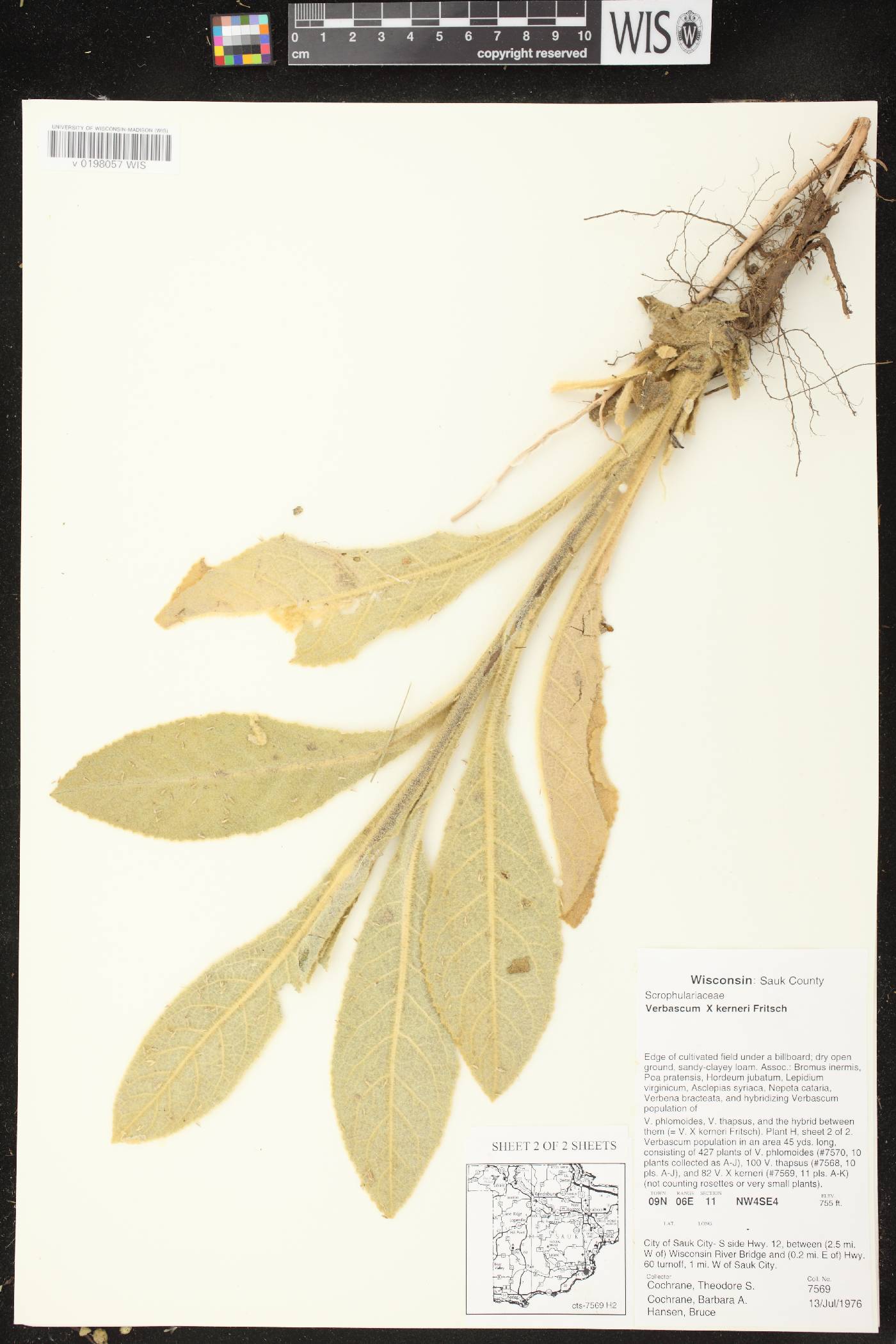 Verbascum X kerneri image
