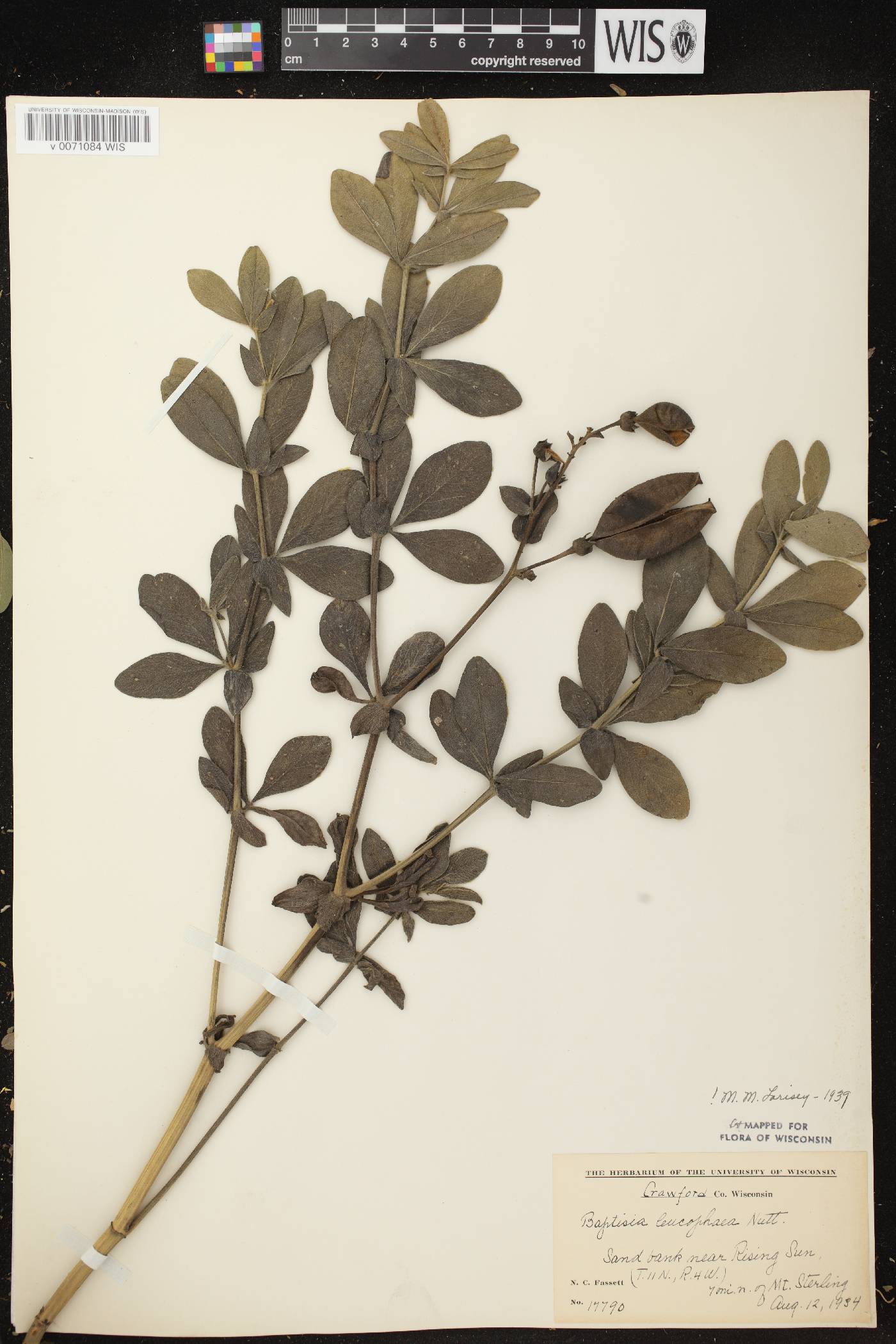 Baptisia leucophaea image