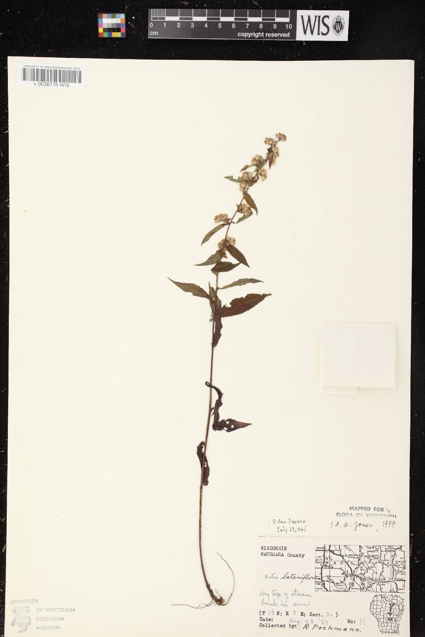 Symphyotrichum lateriflorum image