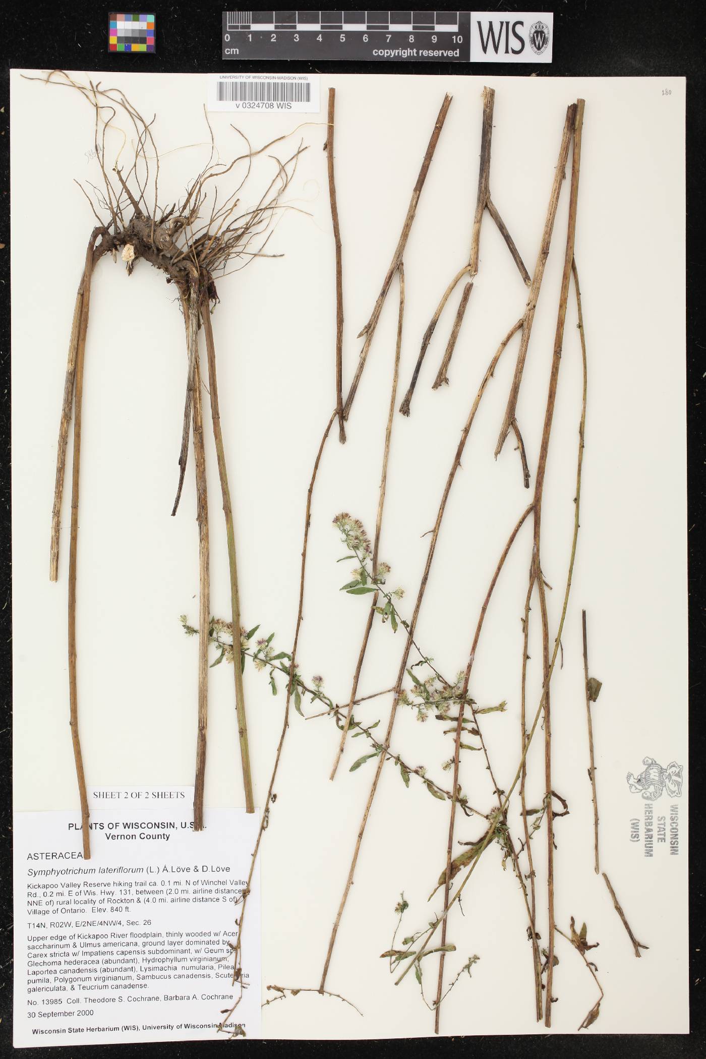 Symphyotrichum lateriflorum image
