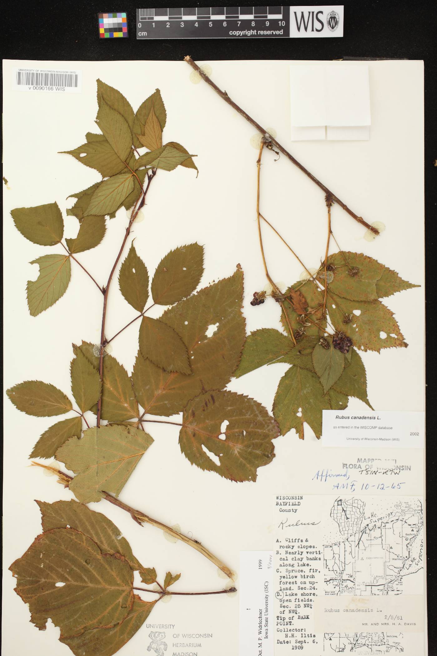 Rubus canadensis image