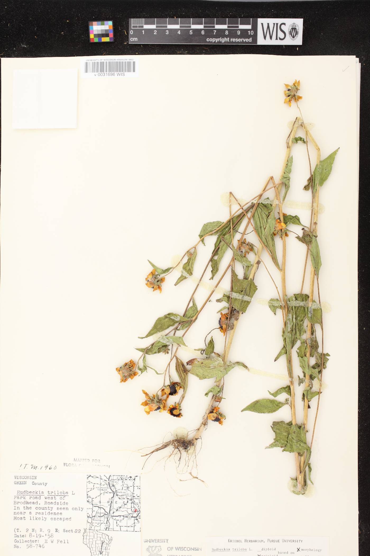 Rudbeckia triloba image
