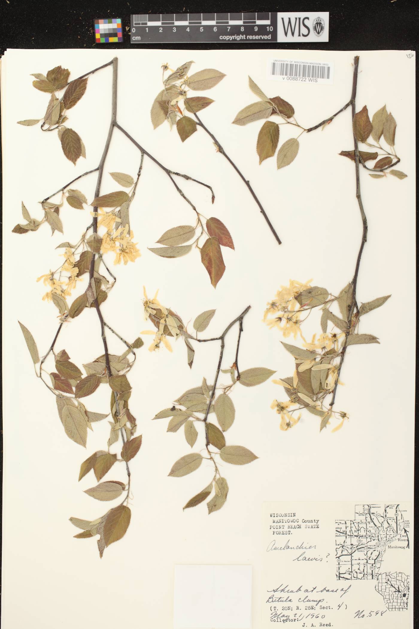 Amelanchier laevis image
