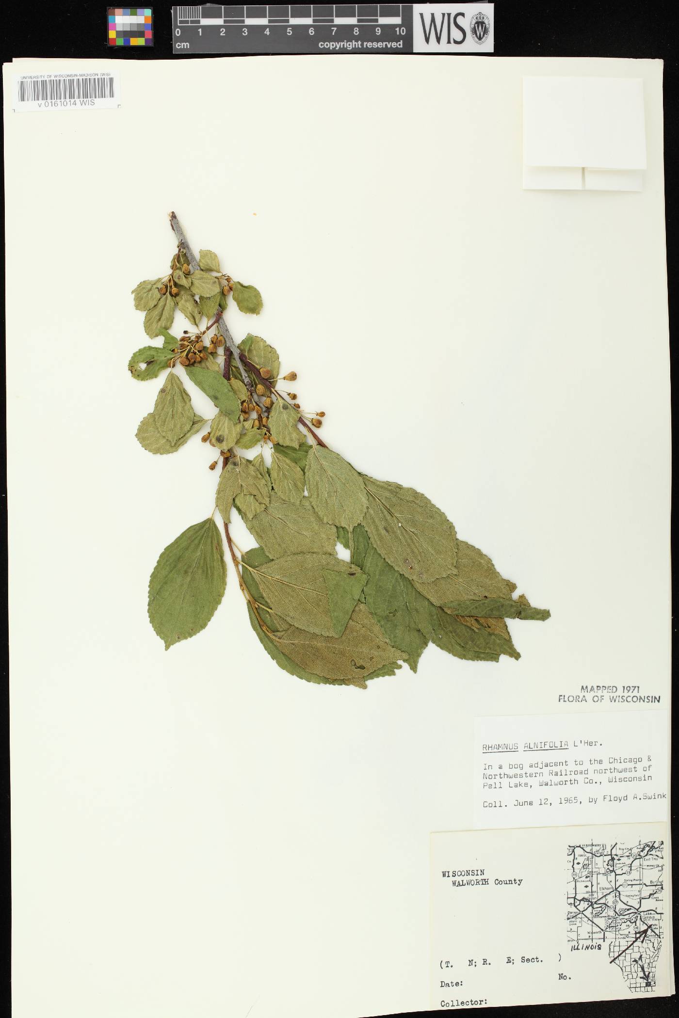 Rhamnus alnifolia image
