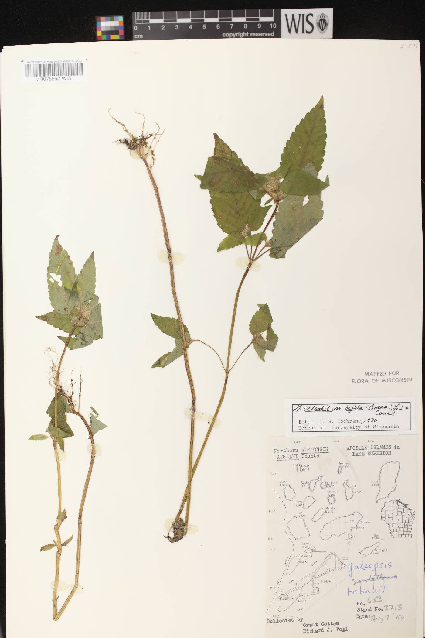 Galeopsis tetrahit image