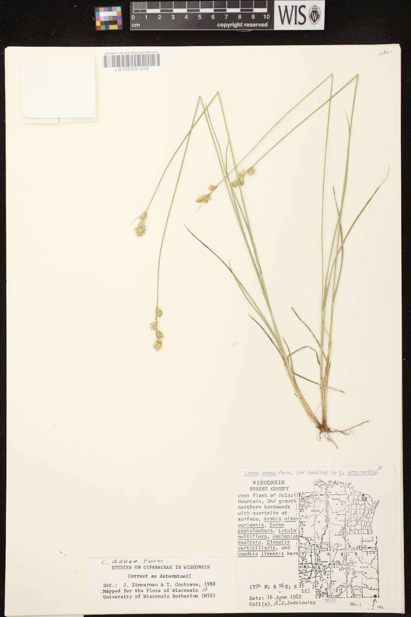 Carex foenea image