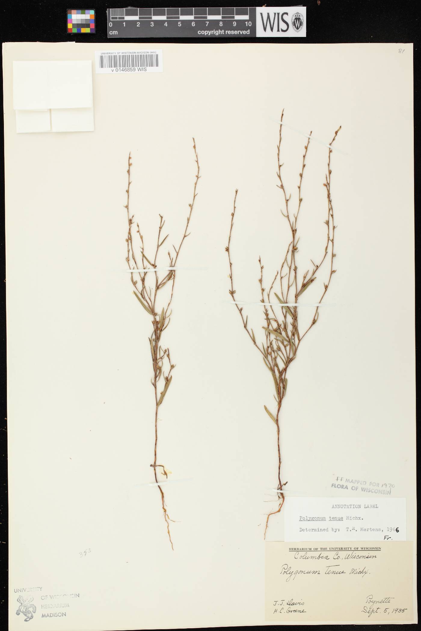 Polygonum tenue image
