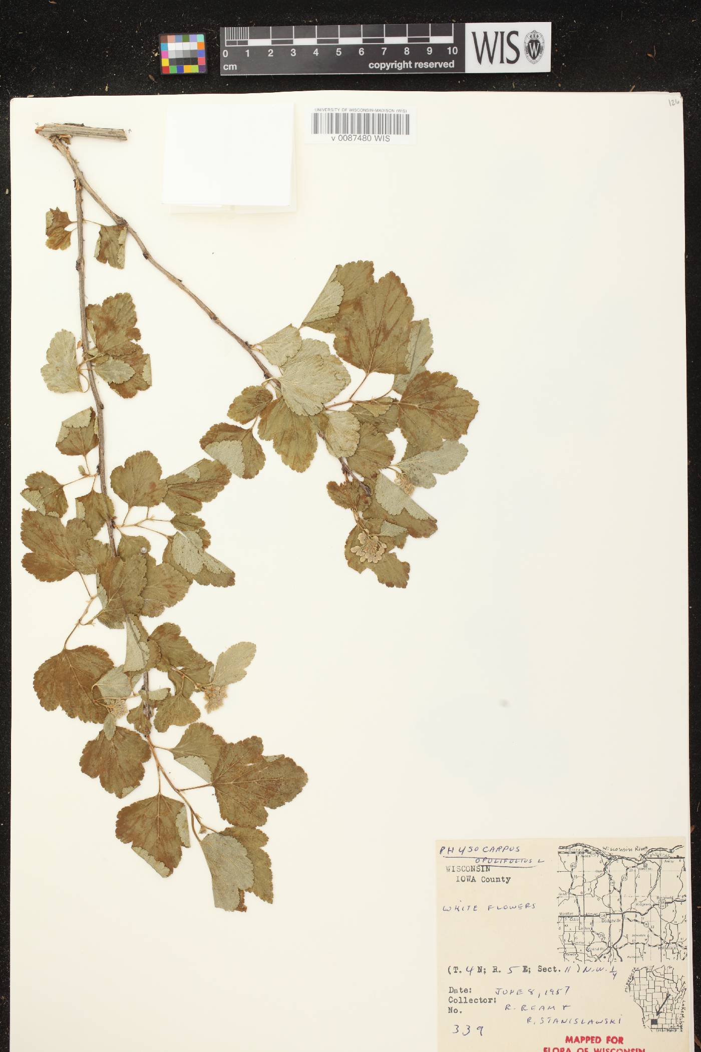 Physocarpus opulifolius image