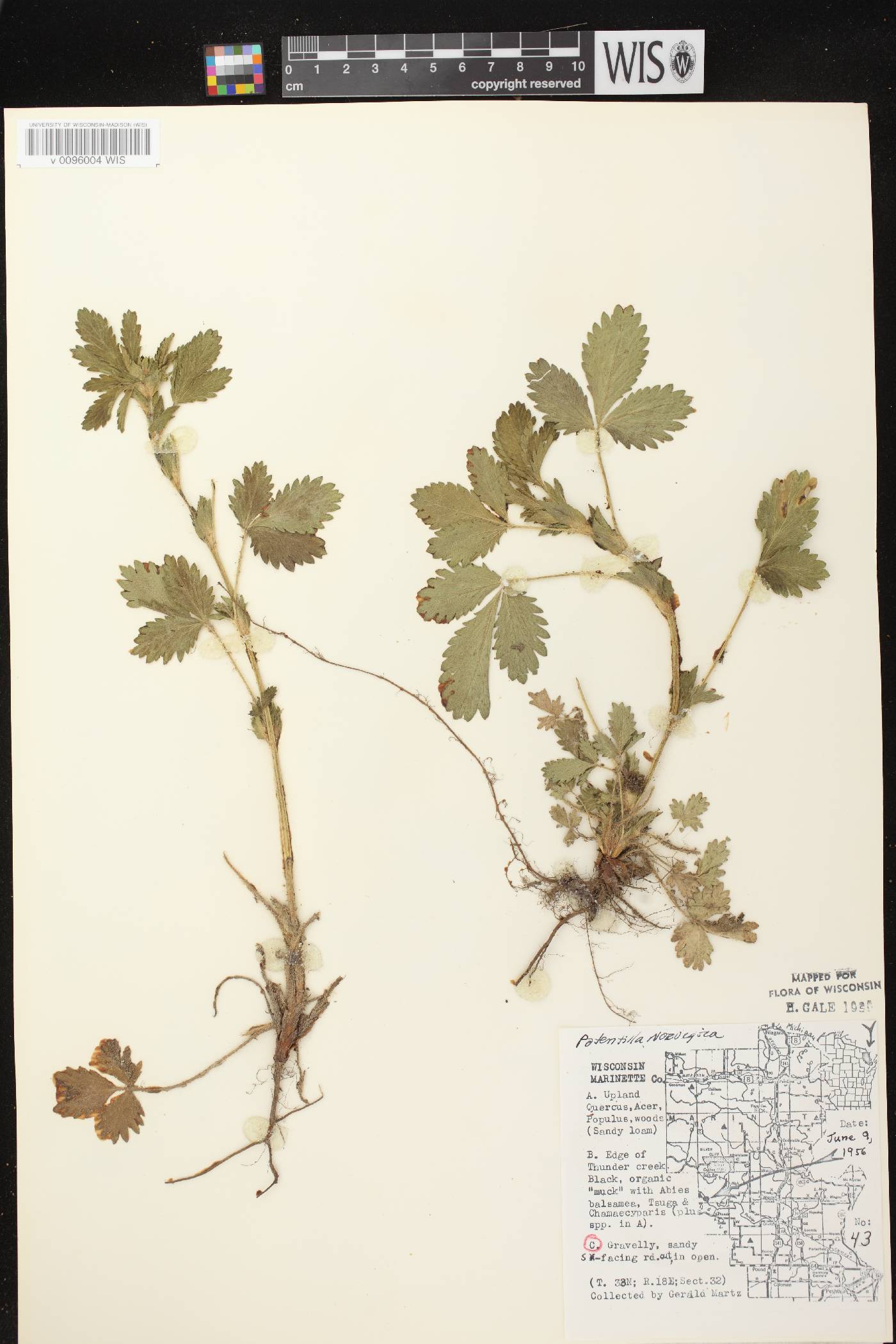 Potentilla norvegica image