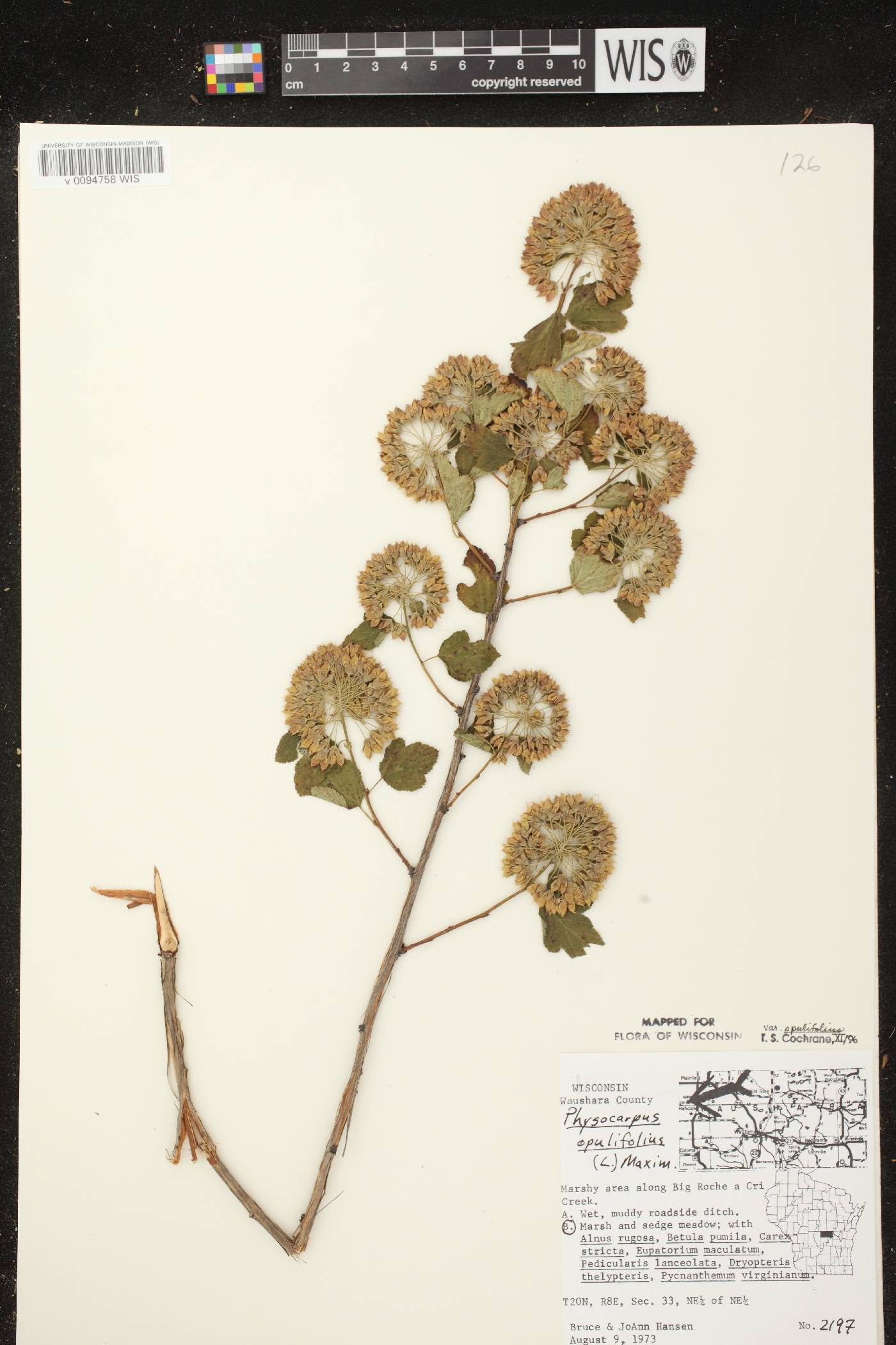 Physocarpus opulifolius image