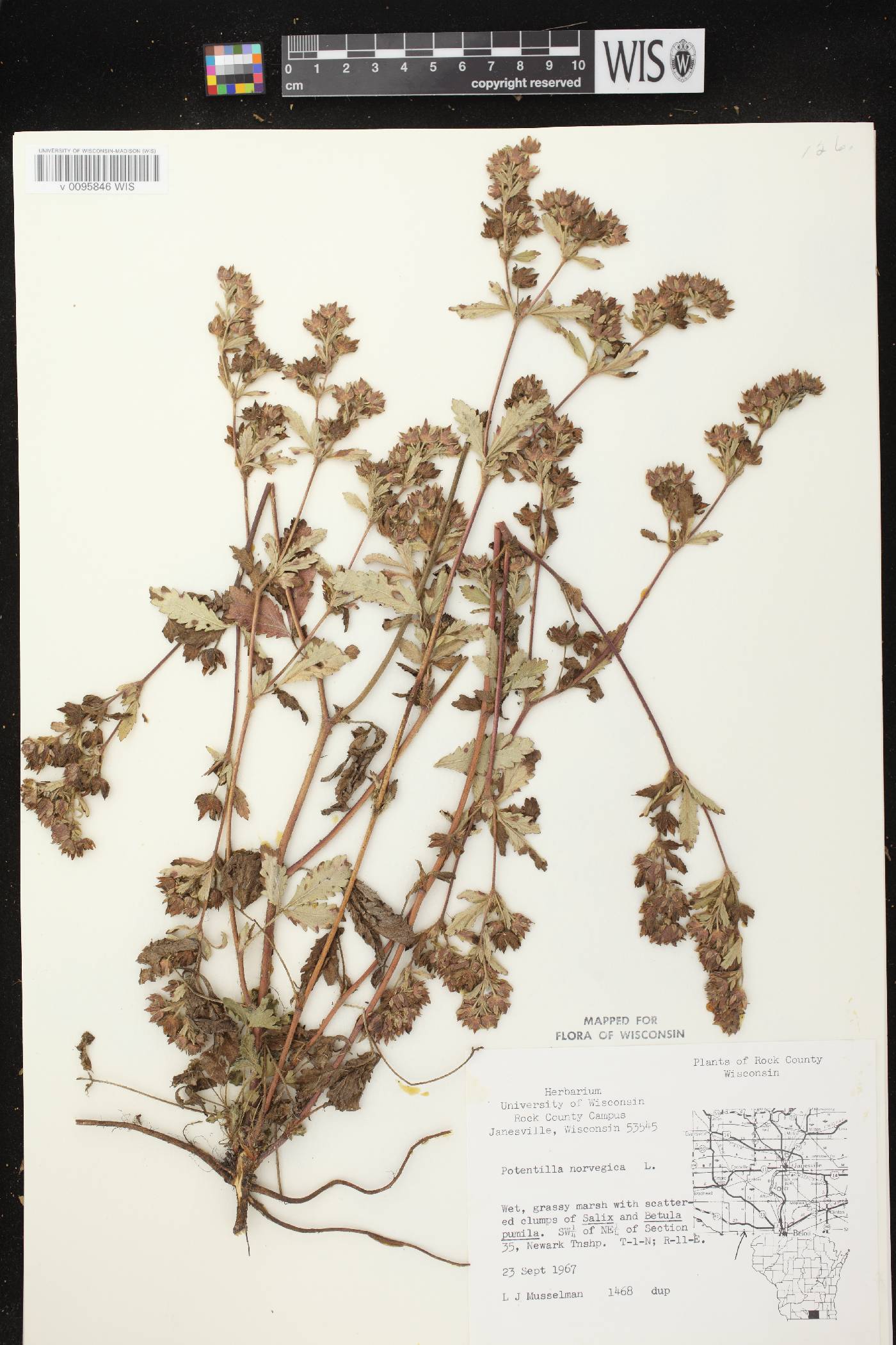 Potentilla norvegica image