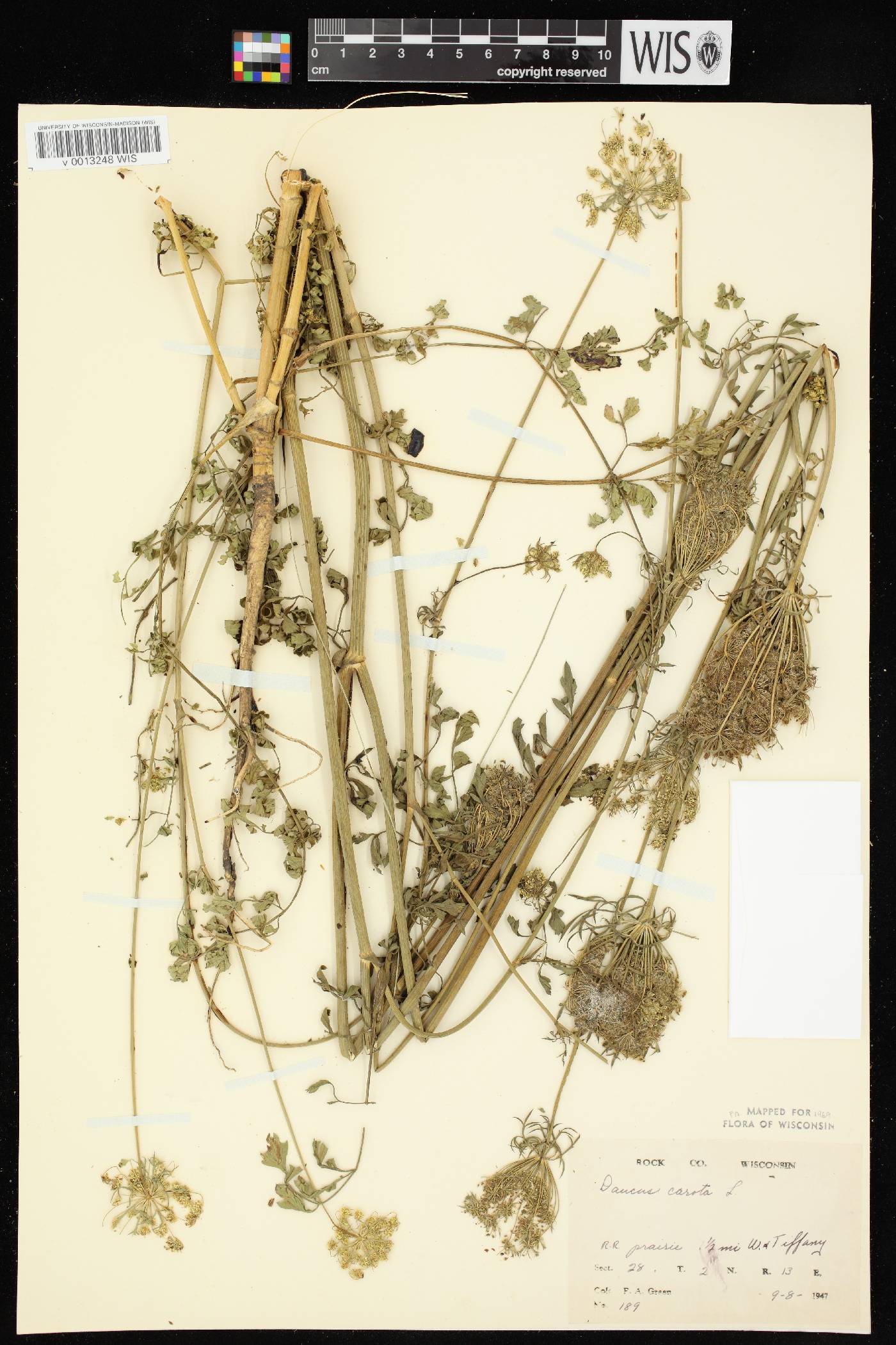 Daucus carota image