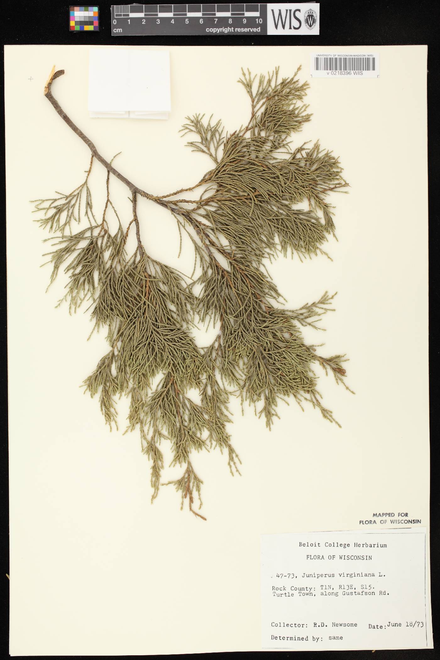 Juniperus virginiana var. virginiana image