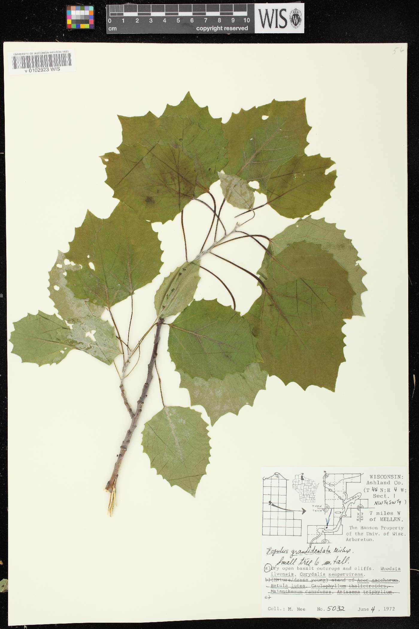 Populus grandidentata image