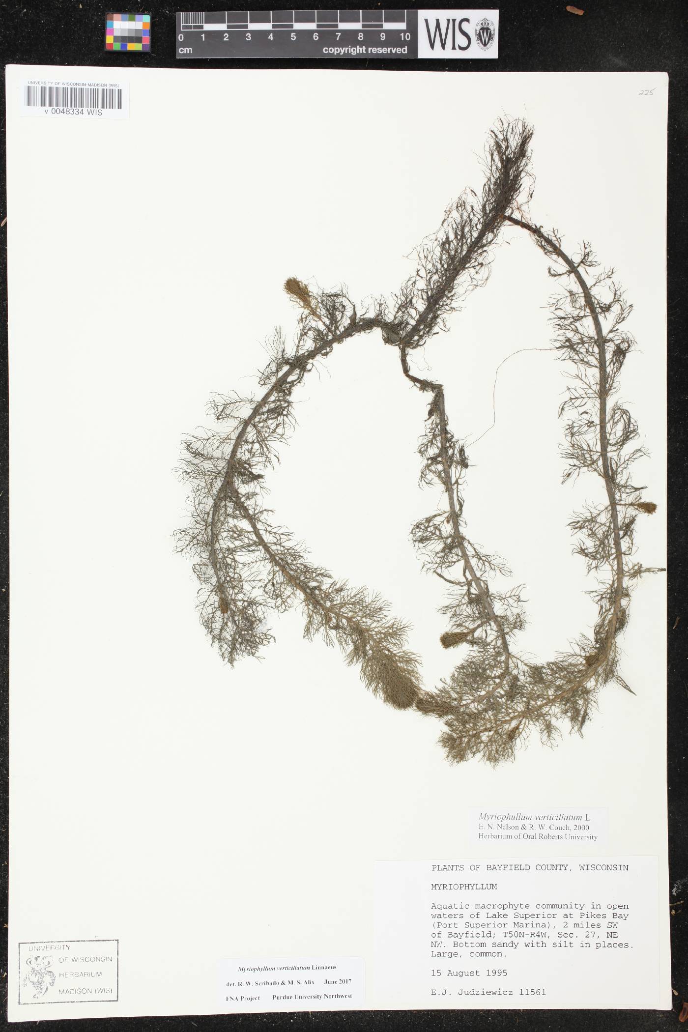 Myriophyllum verticillatum image