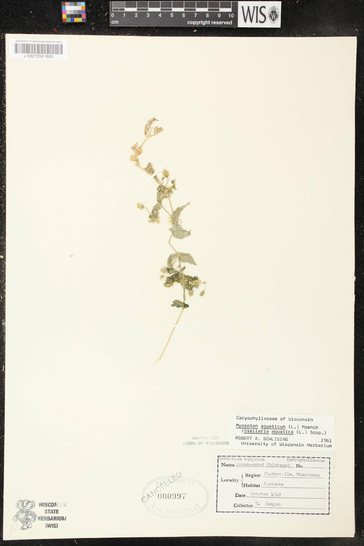 Myosoton aquaticum image