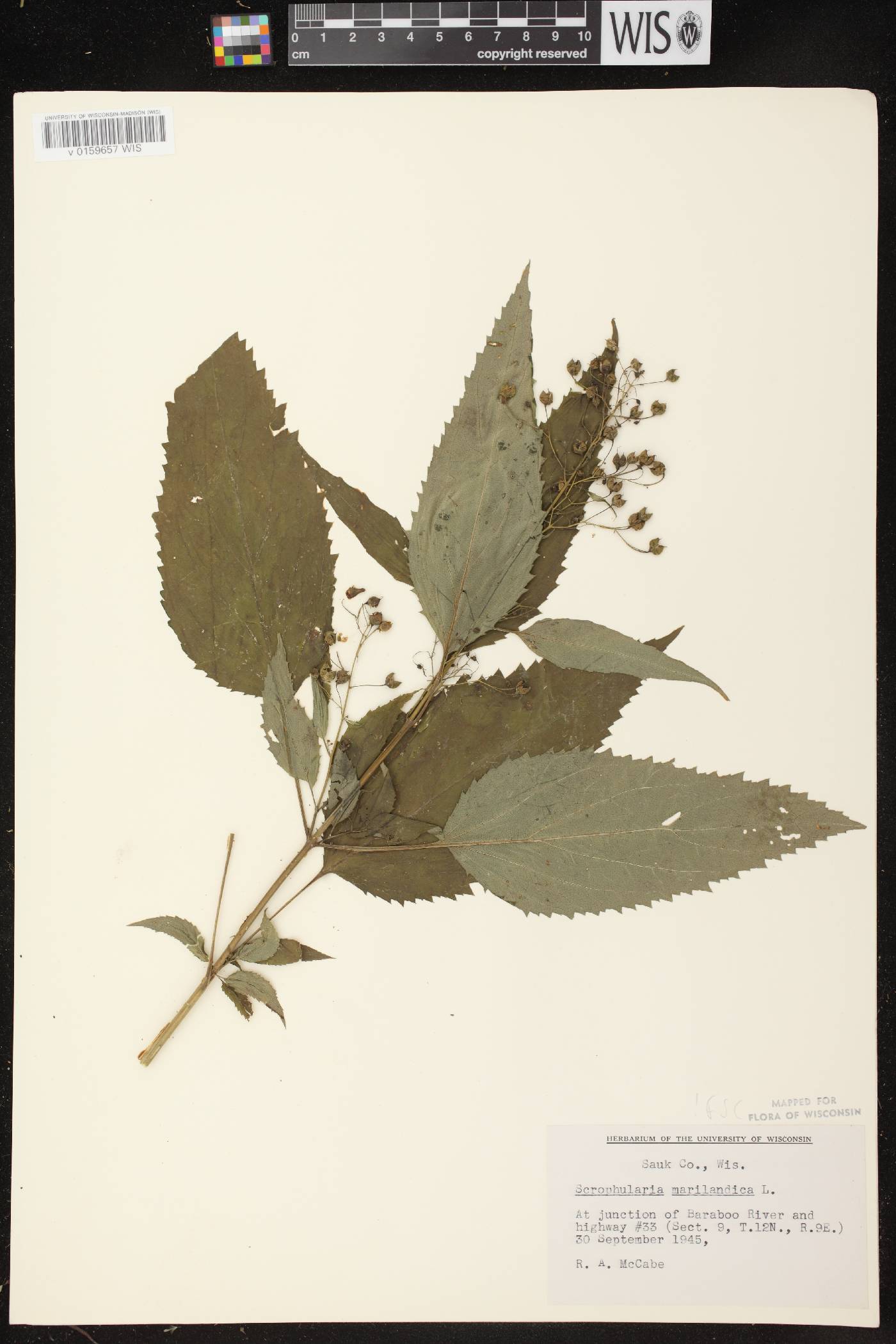 Scrophularia marilandica image
