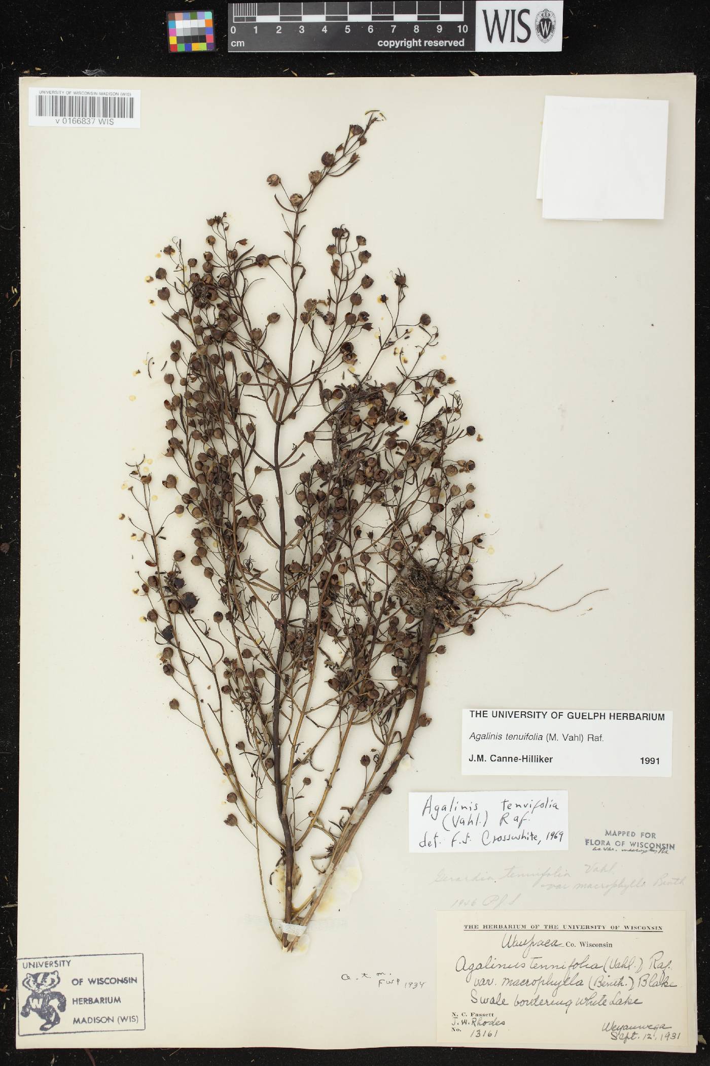 Agalinis tenuifolia image