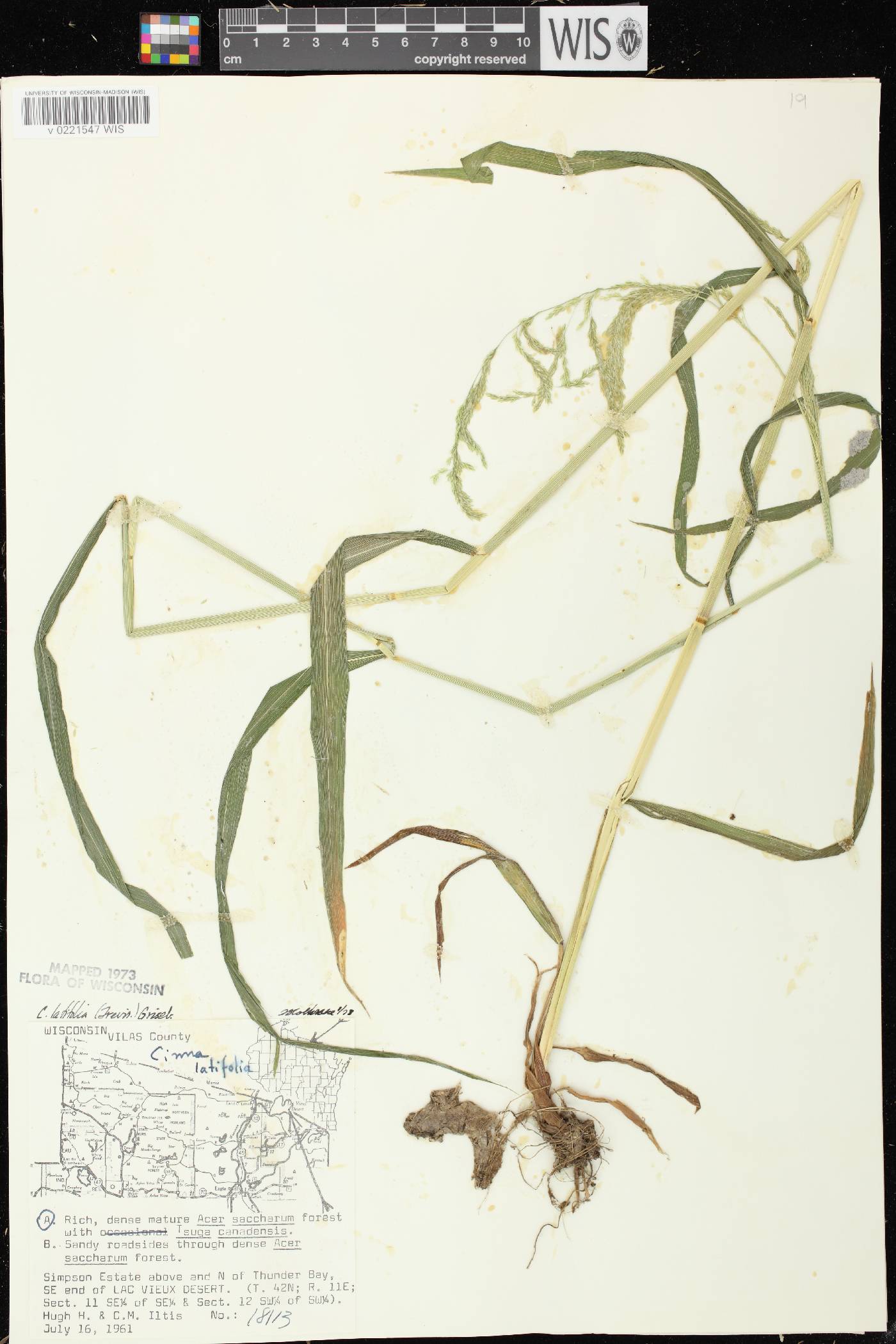 Cinna latifolia image